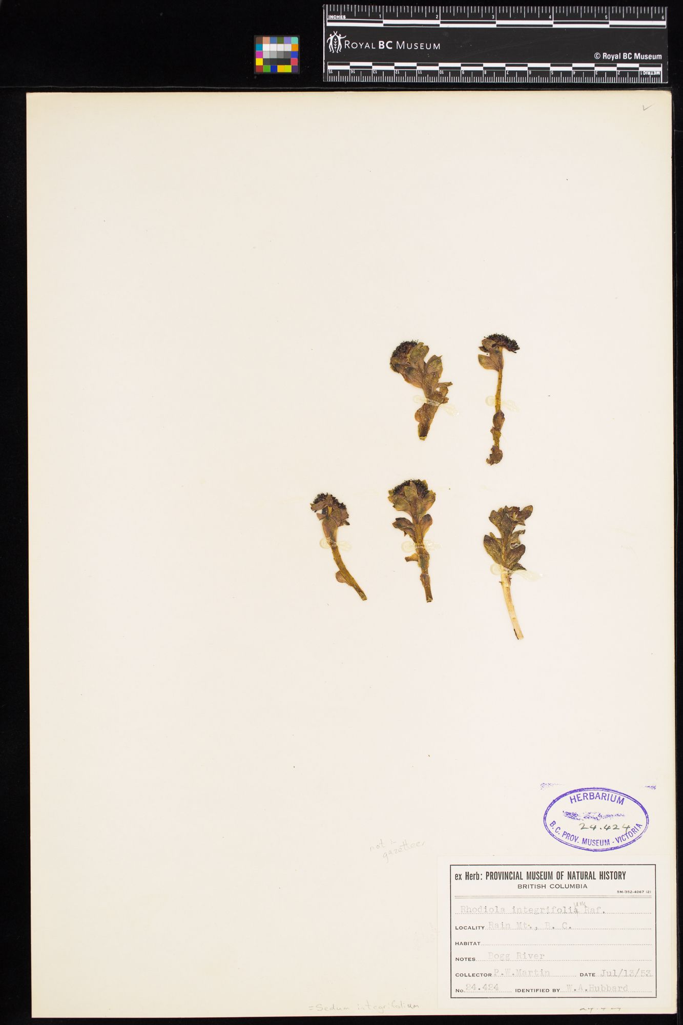 Image representing Rhodiola integrifolia ssp. integrifolia.