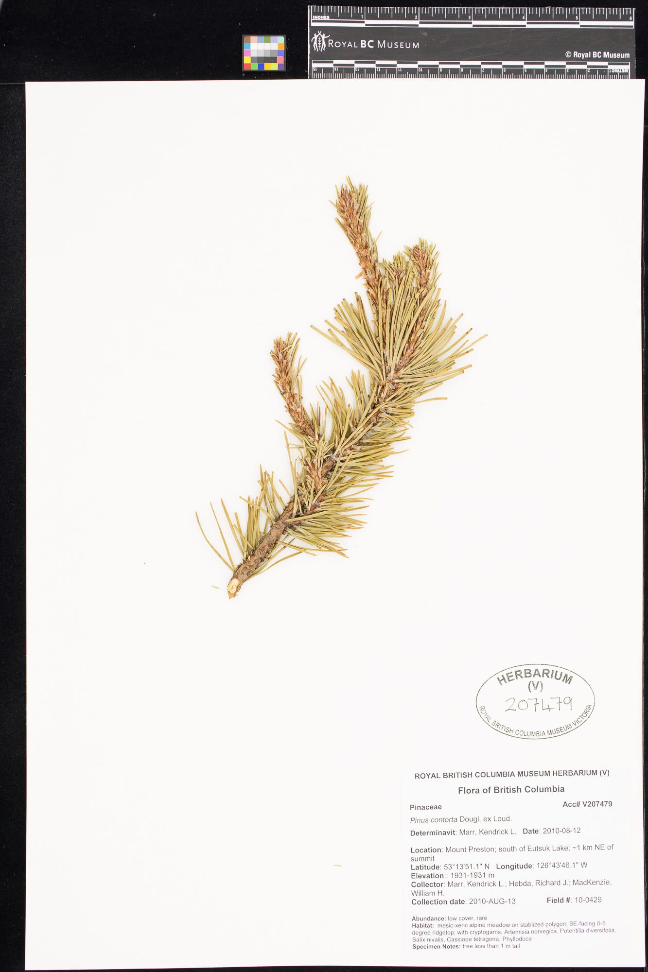 Image représentant Pinus contorta