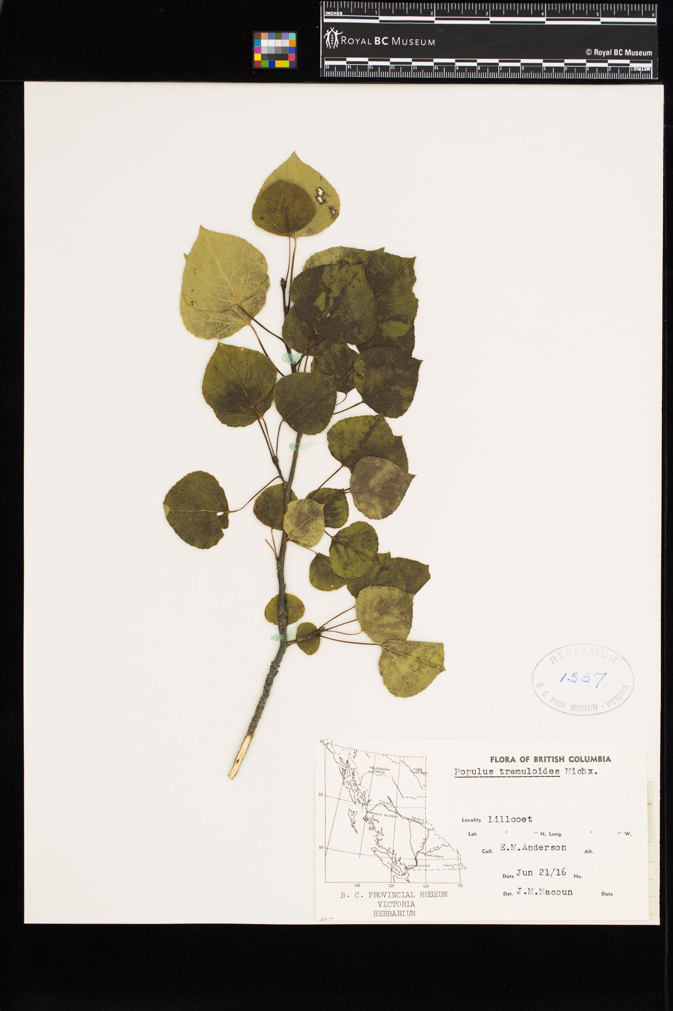 Image représentant Populus tremuloides