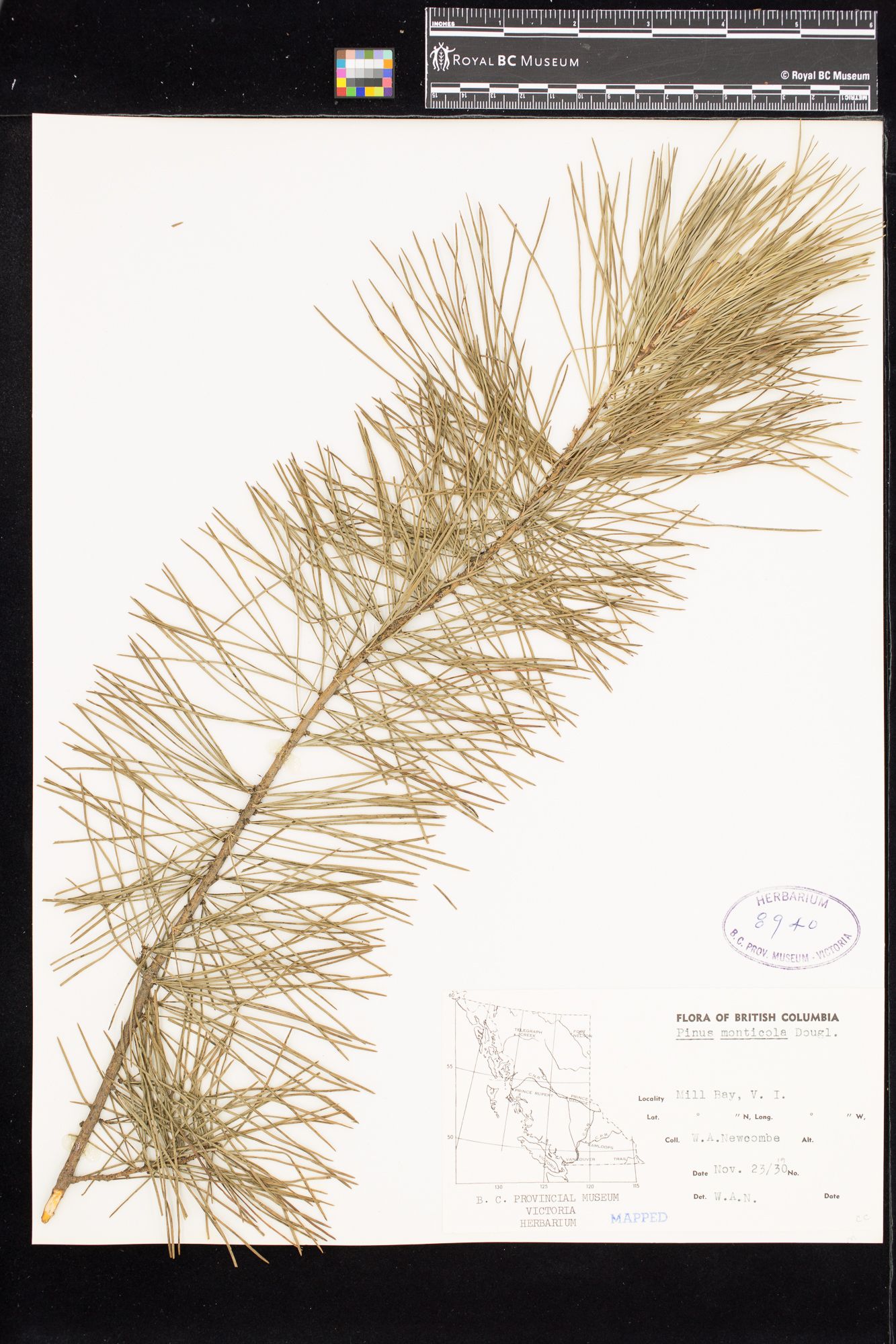 Image representing Pinus monticola.