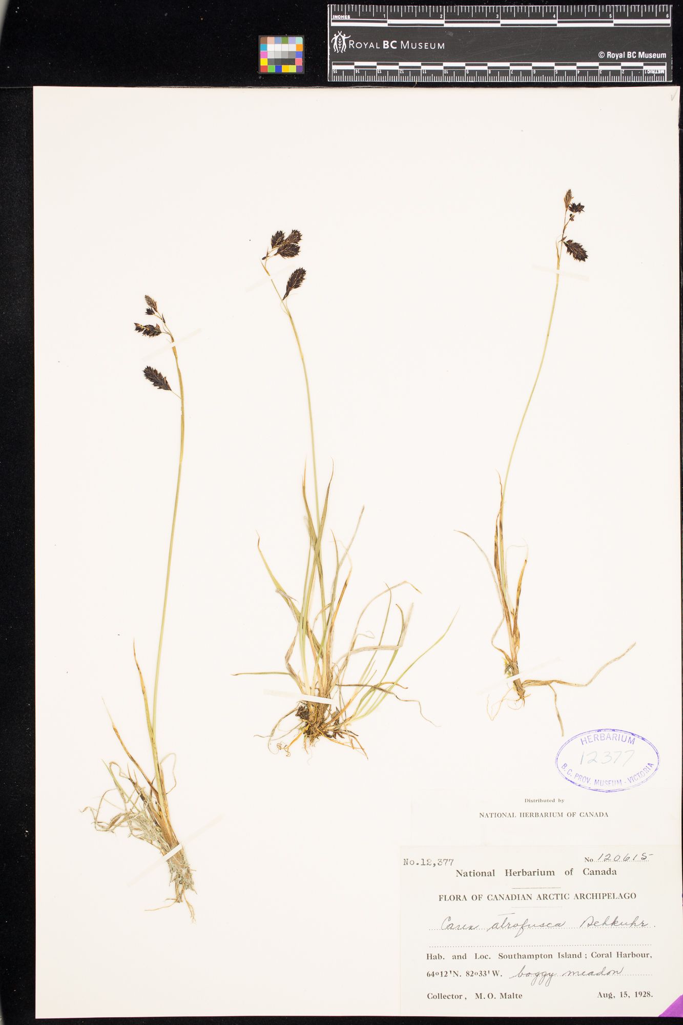 Image representing Carex microchaeta.