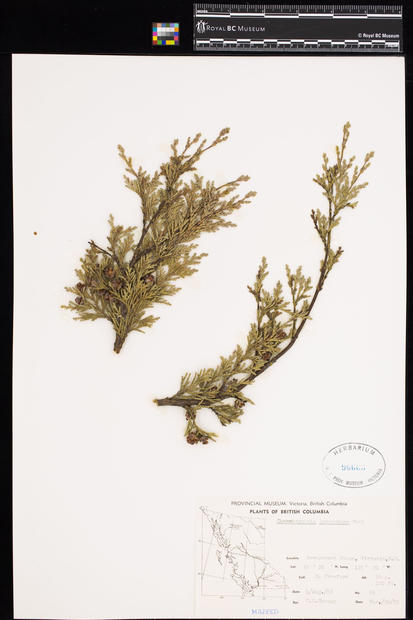 Image representing Chamaecyparis lawsoniana.
