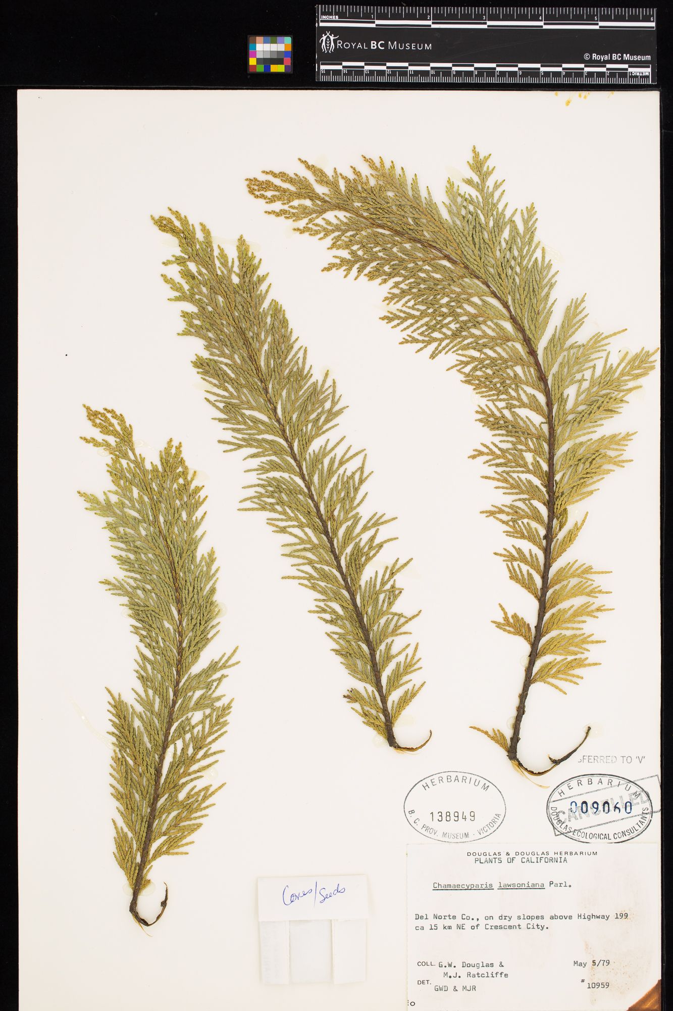 Image representing Chamaecyparis lawsoniana.