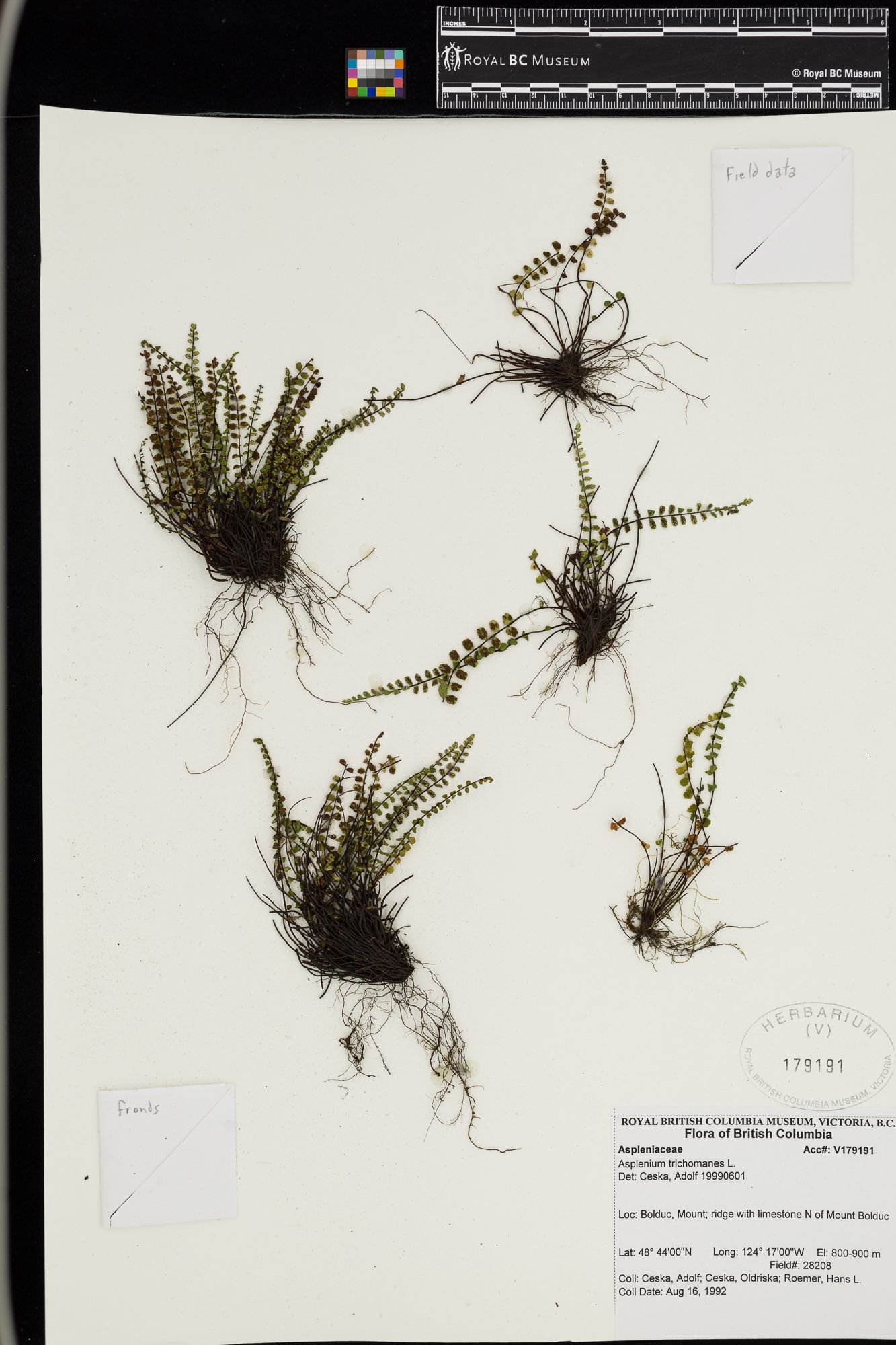 Image representing Asplenium trichomanes.