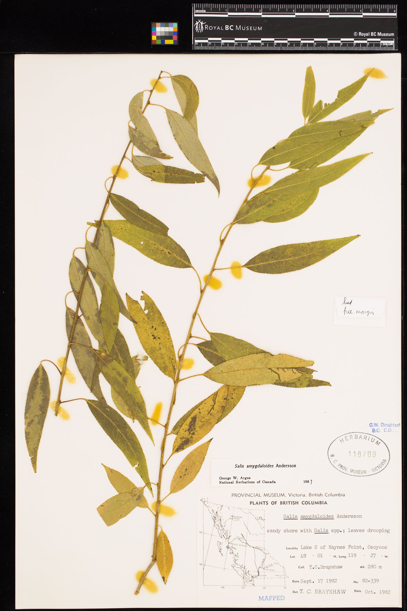 Image representing Salix amygdaloides.