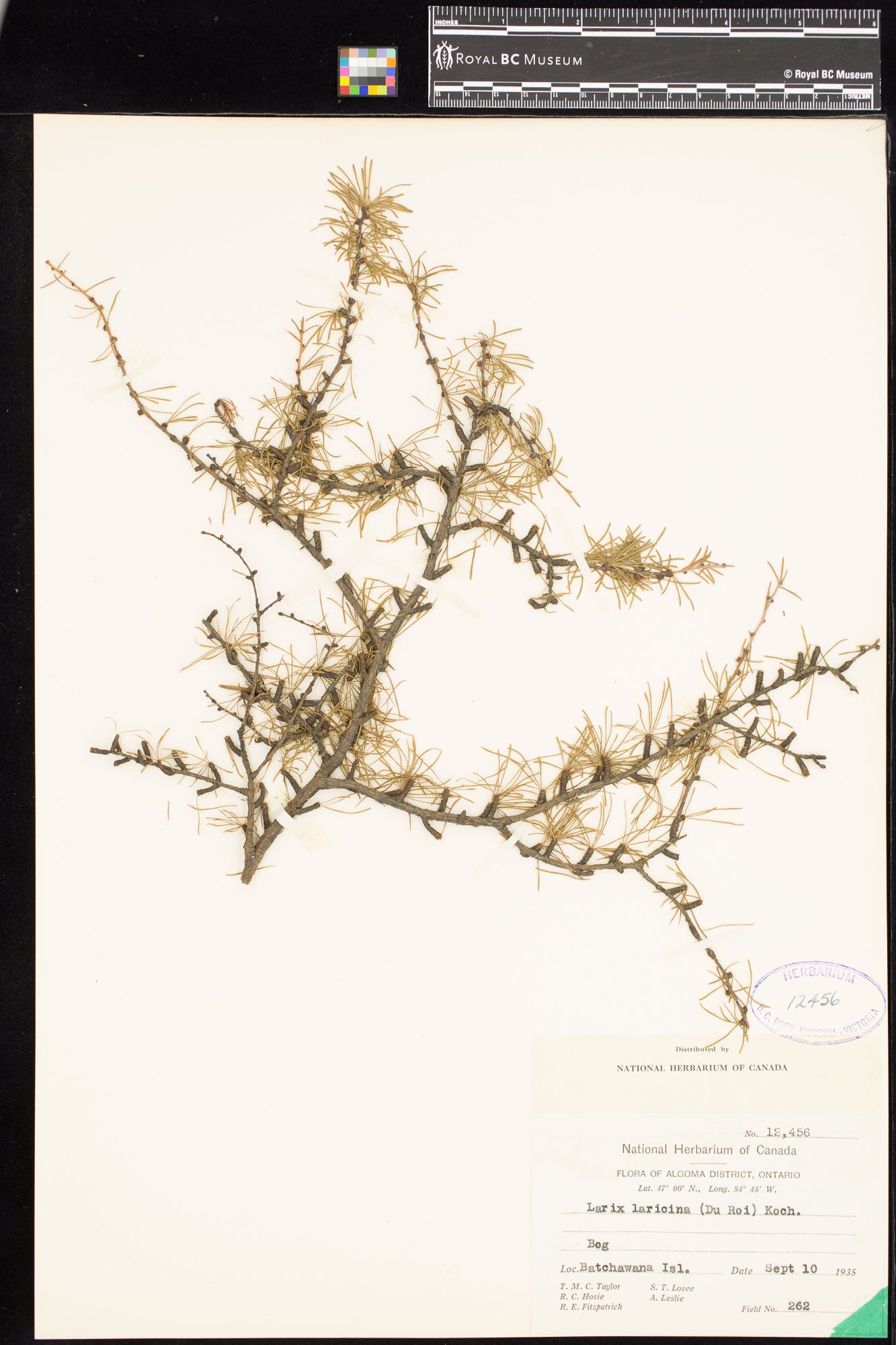 Image representing Larix laricina.