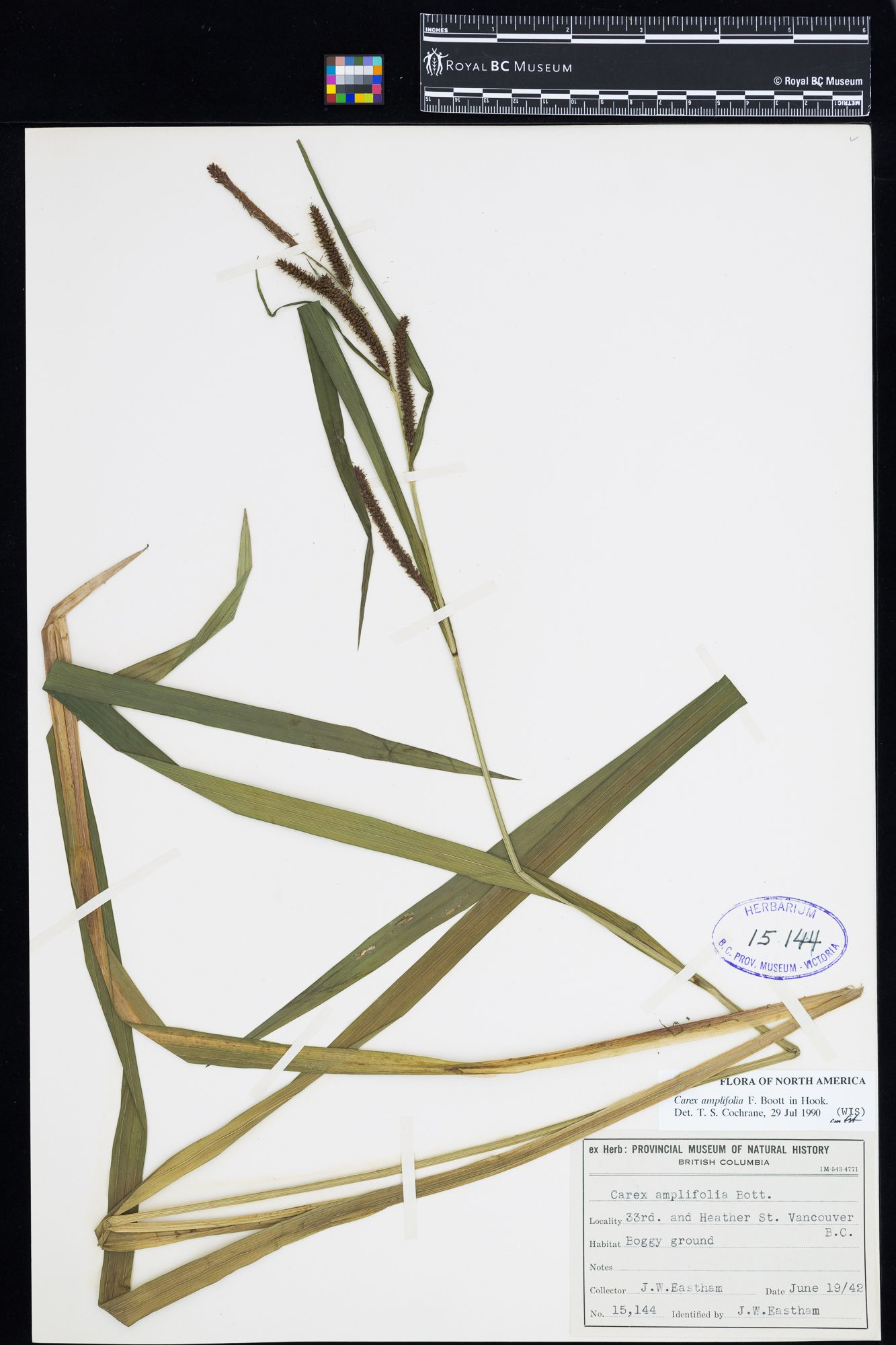 Image representing Carex amplifolia.