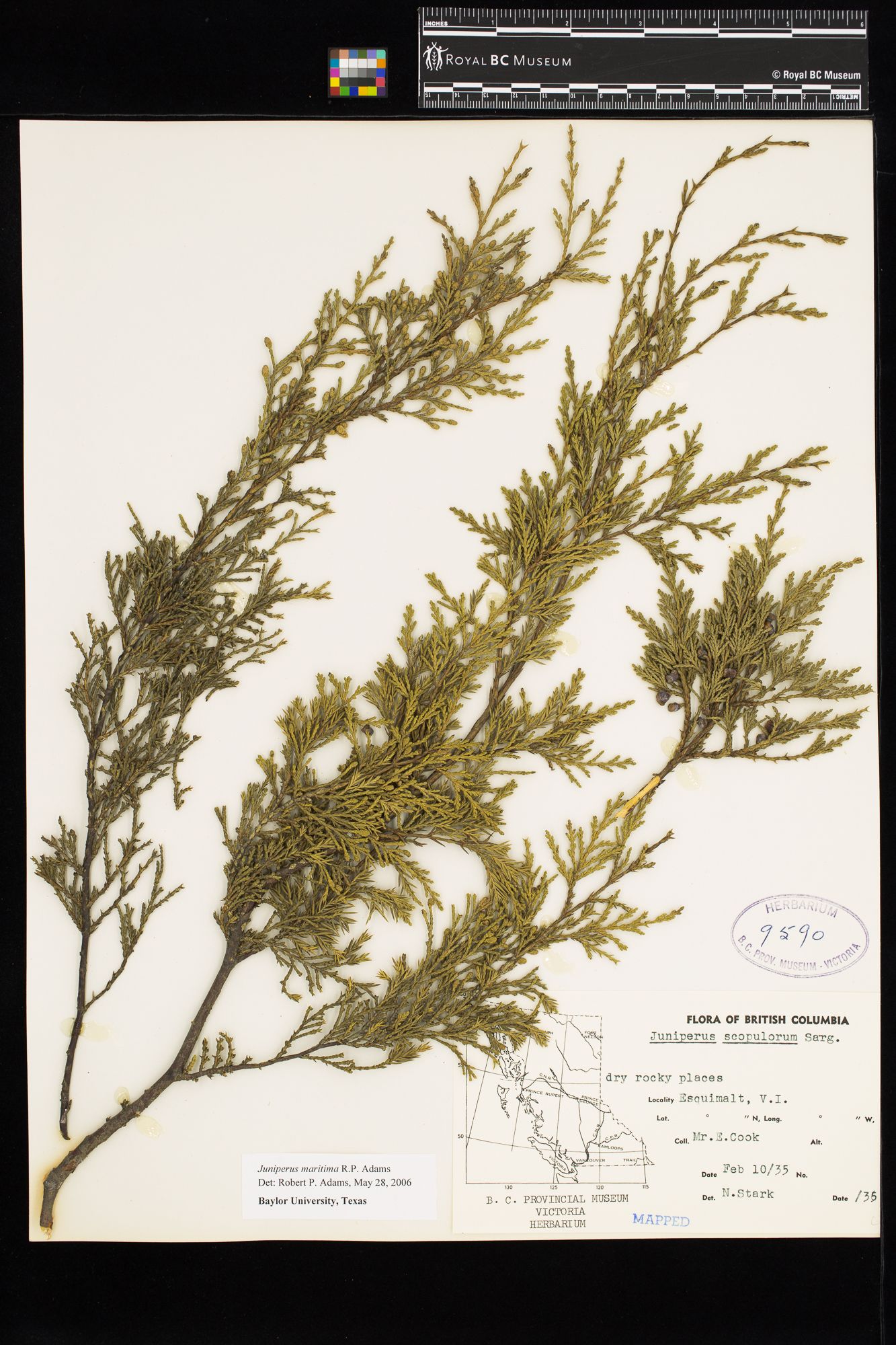 Image representing Juniperus scopulorum.