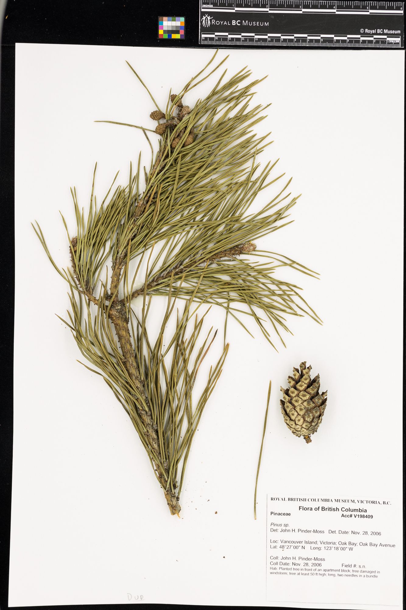 Image representing Pinus.