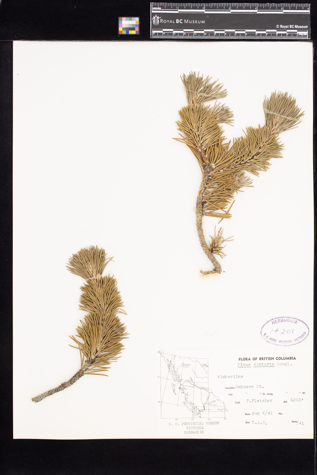 Image representing Descurainia richardsonii.