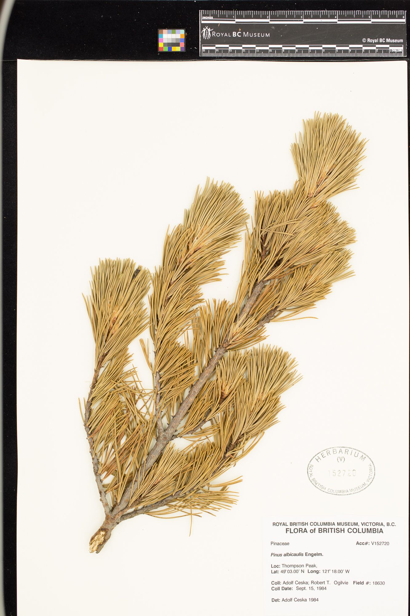 Image representing Pinus albicaulis.