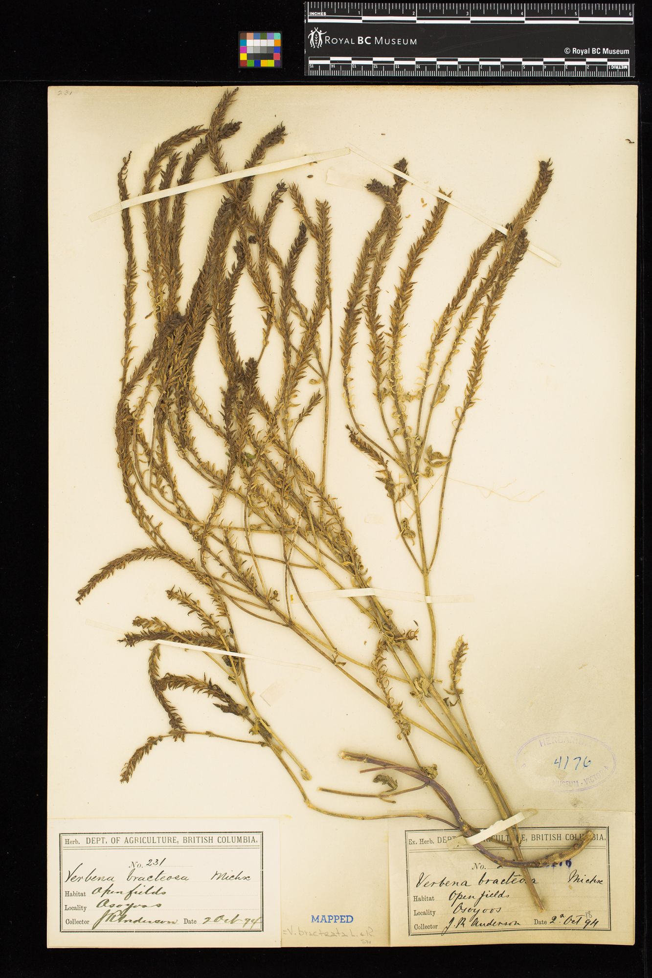 Image representing Verbena bracteata.