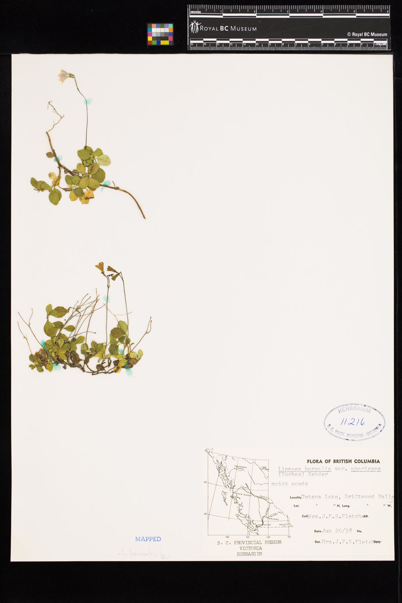 Image representing Linnaea borealis ssp. longiflora.