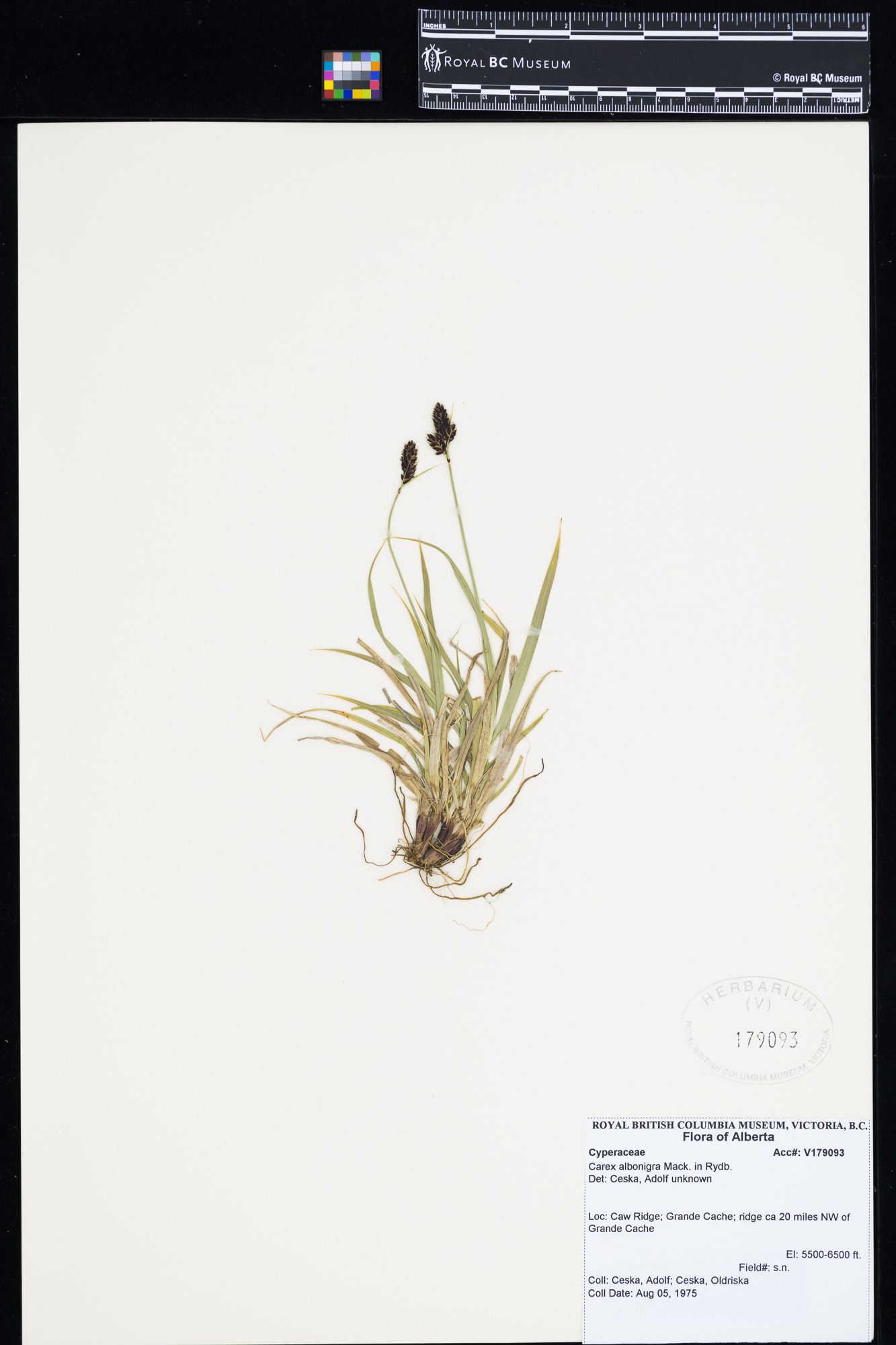 Image representing Carex albonigra.
