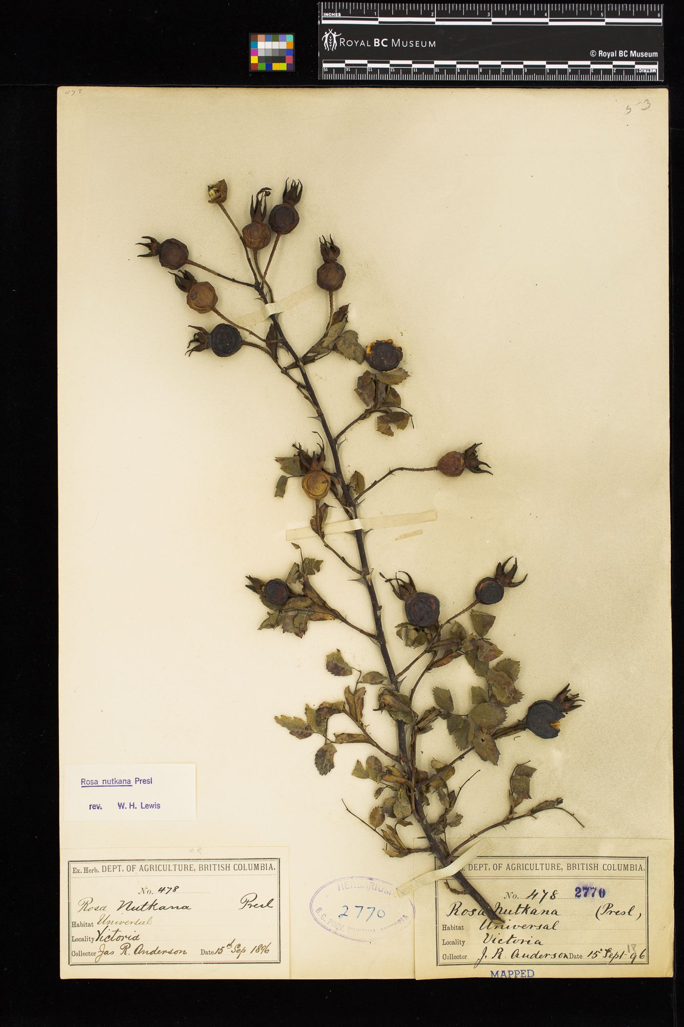 Image representing Rosa nutkana.