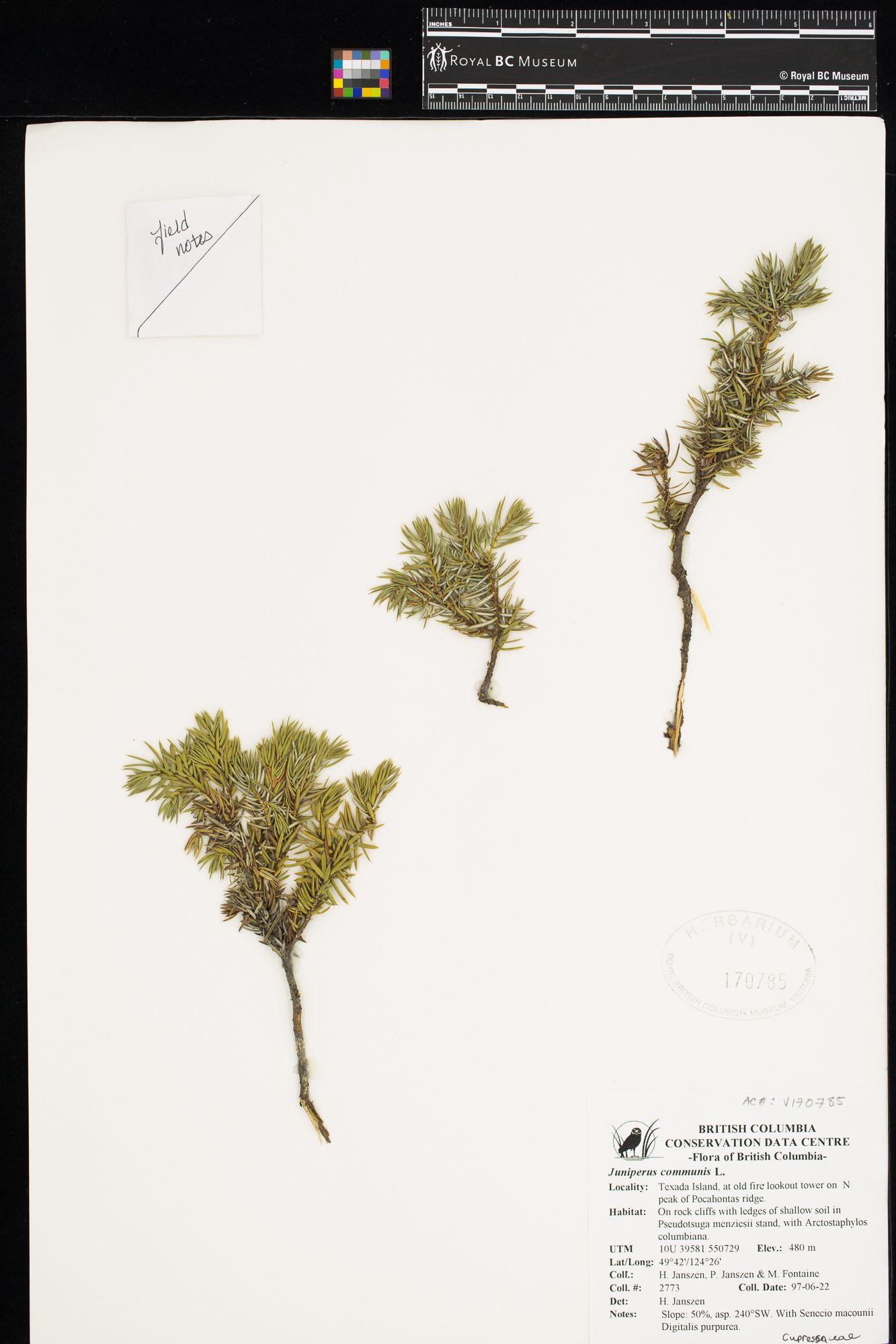 Image representing Juniperus communis.