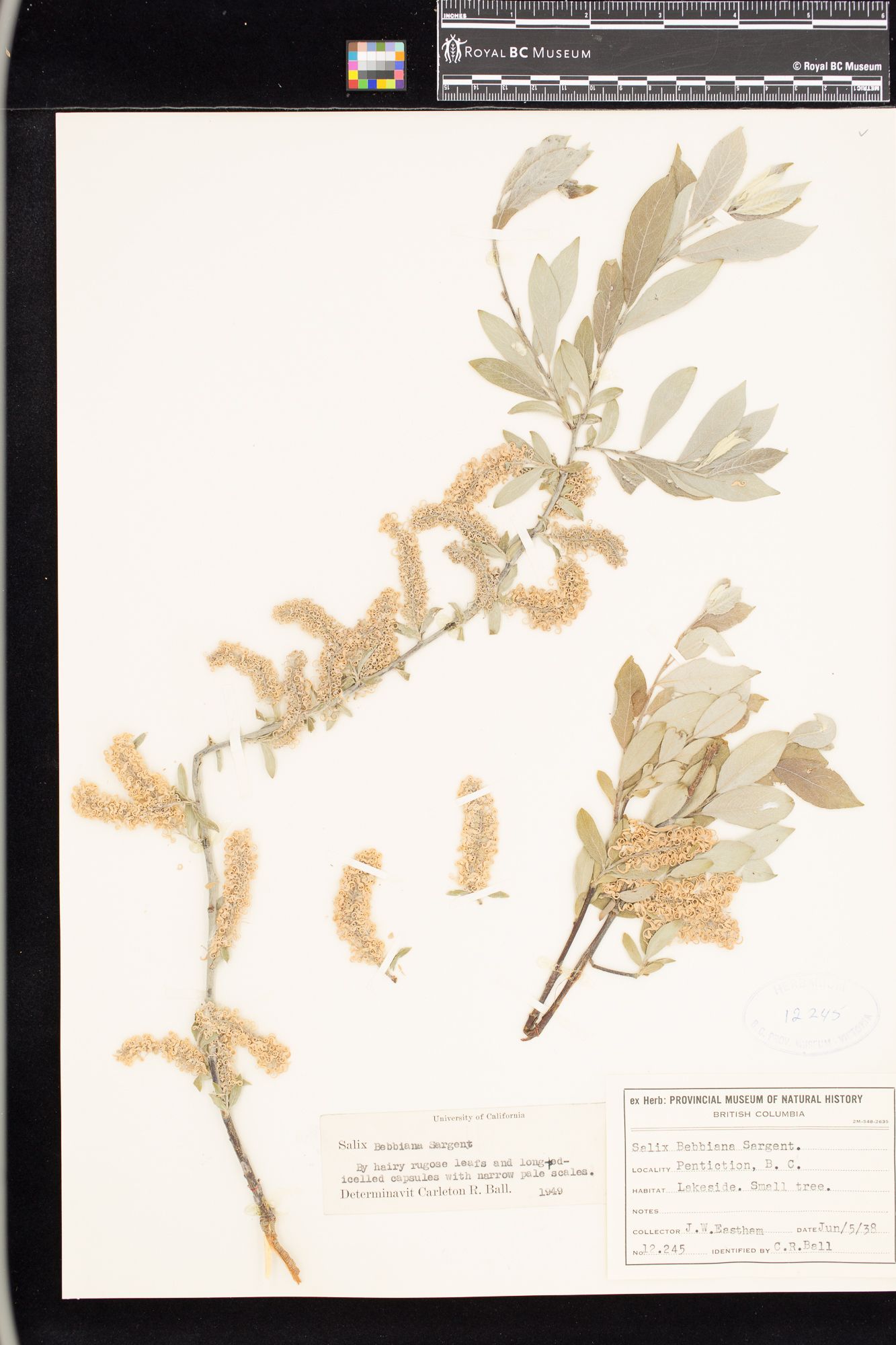 Image representing Salix bebbiana.