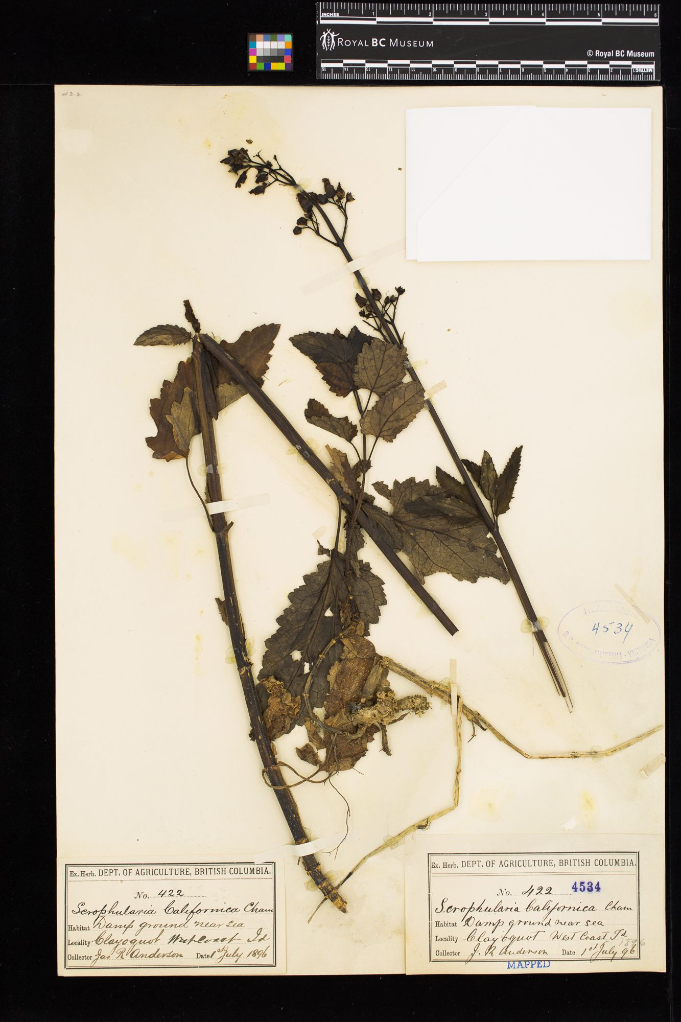 Image representing Scrophularia californica.