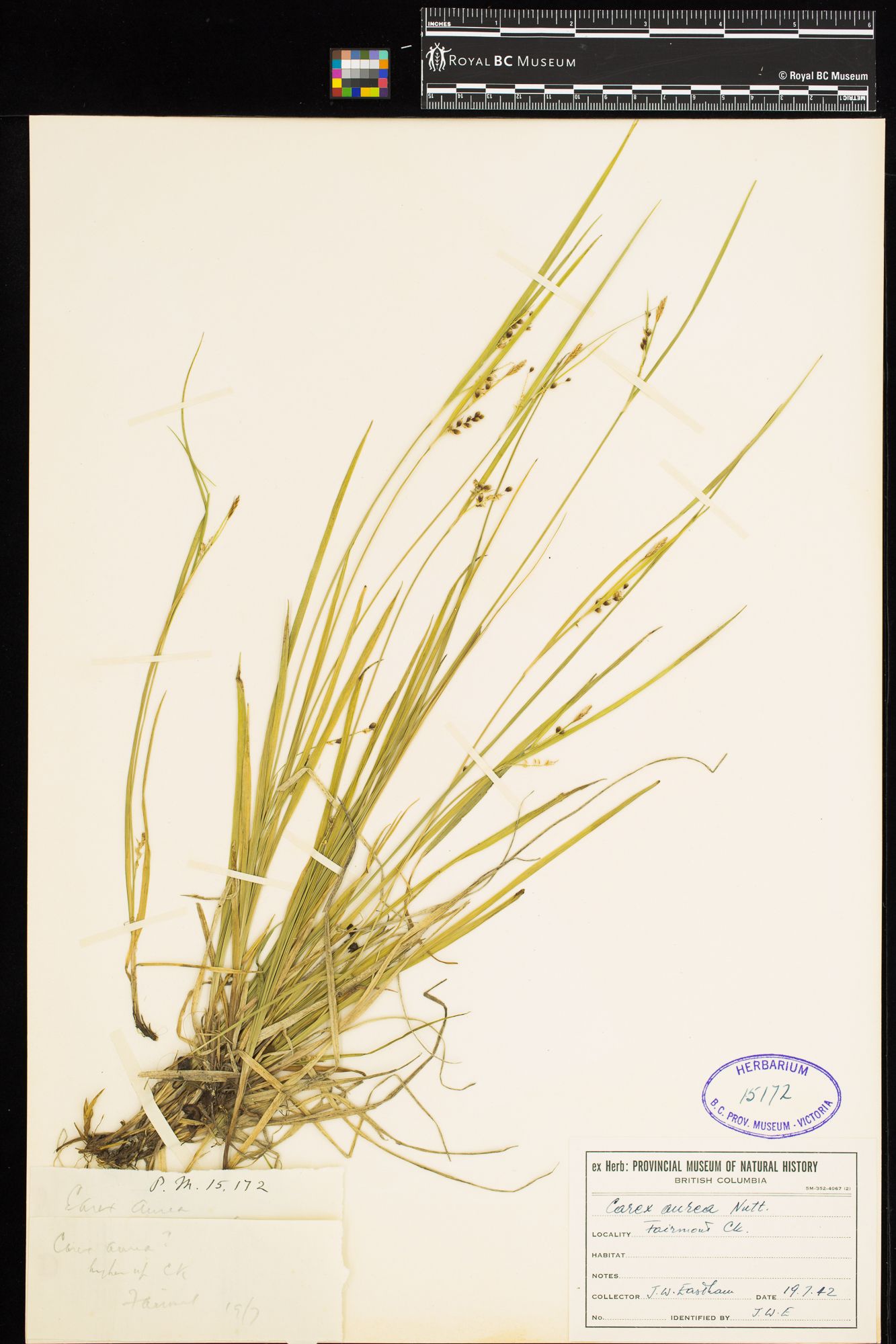 Image representing Carex aurea.