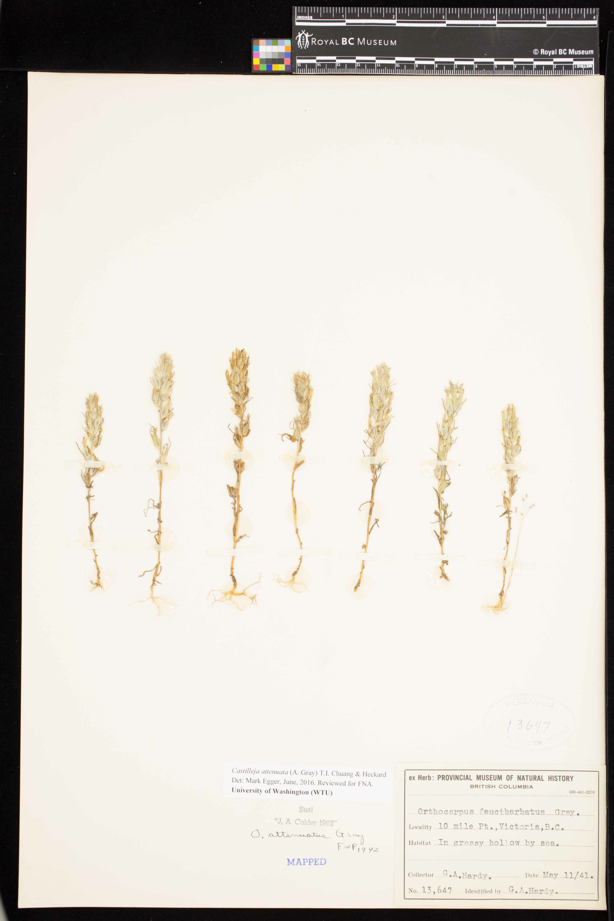 Image representing Castilleja attenuata.