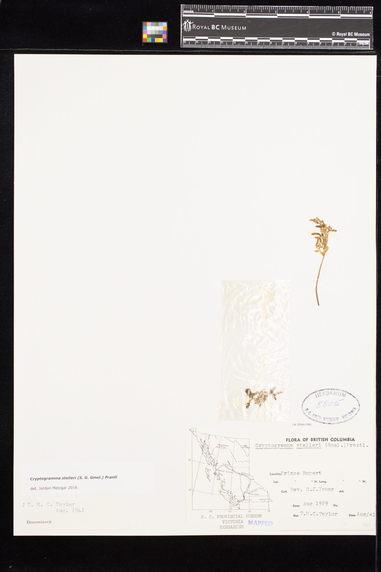 Image representing Cryptogramma stelleri.