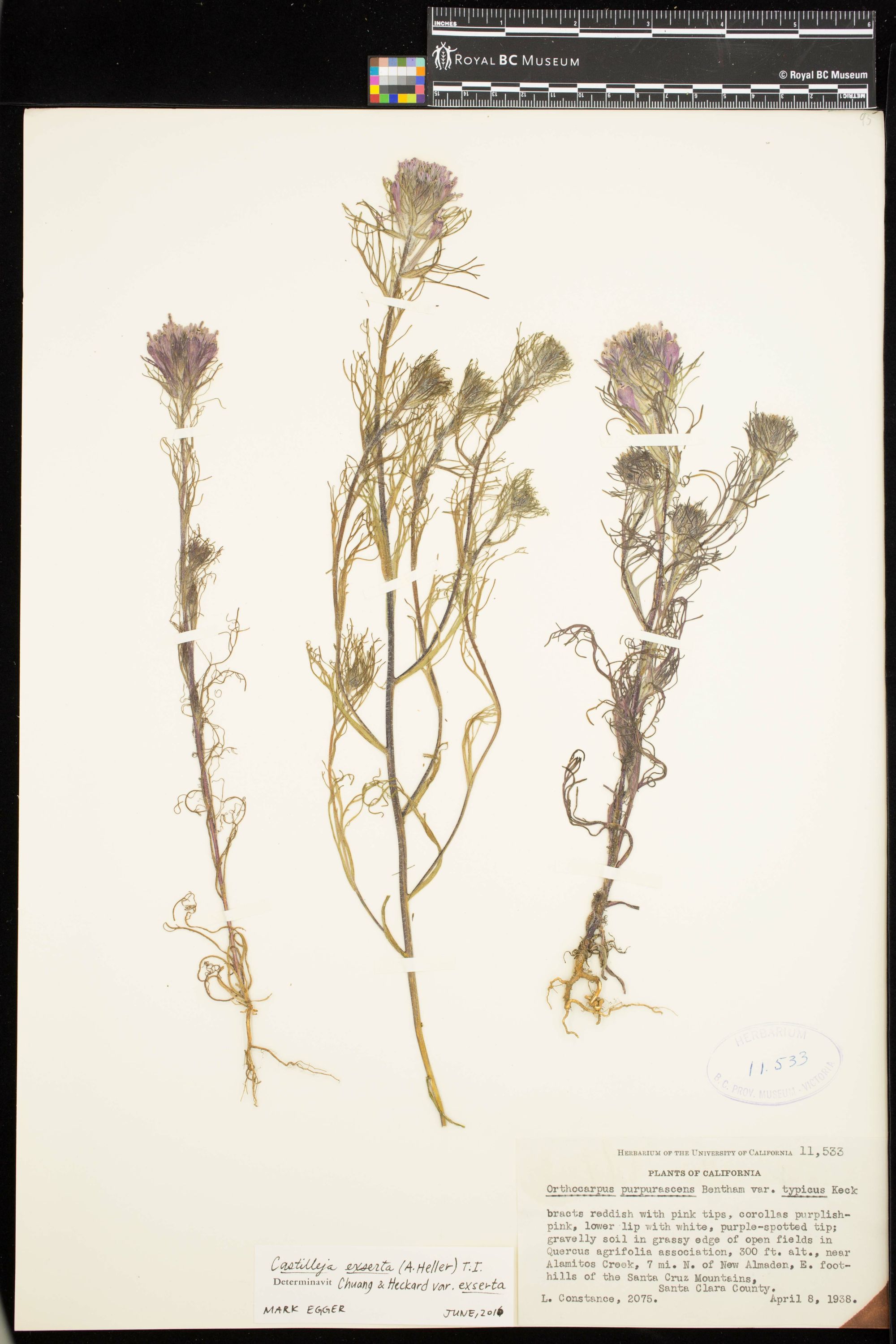 Image representing Castilleja exserta var. exserta.