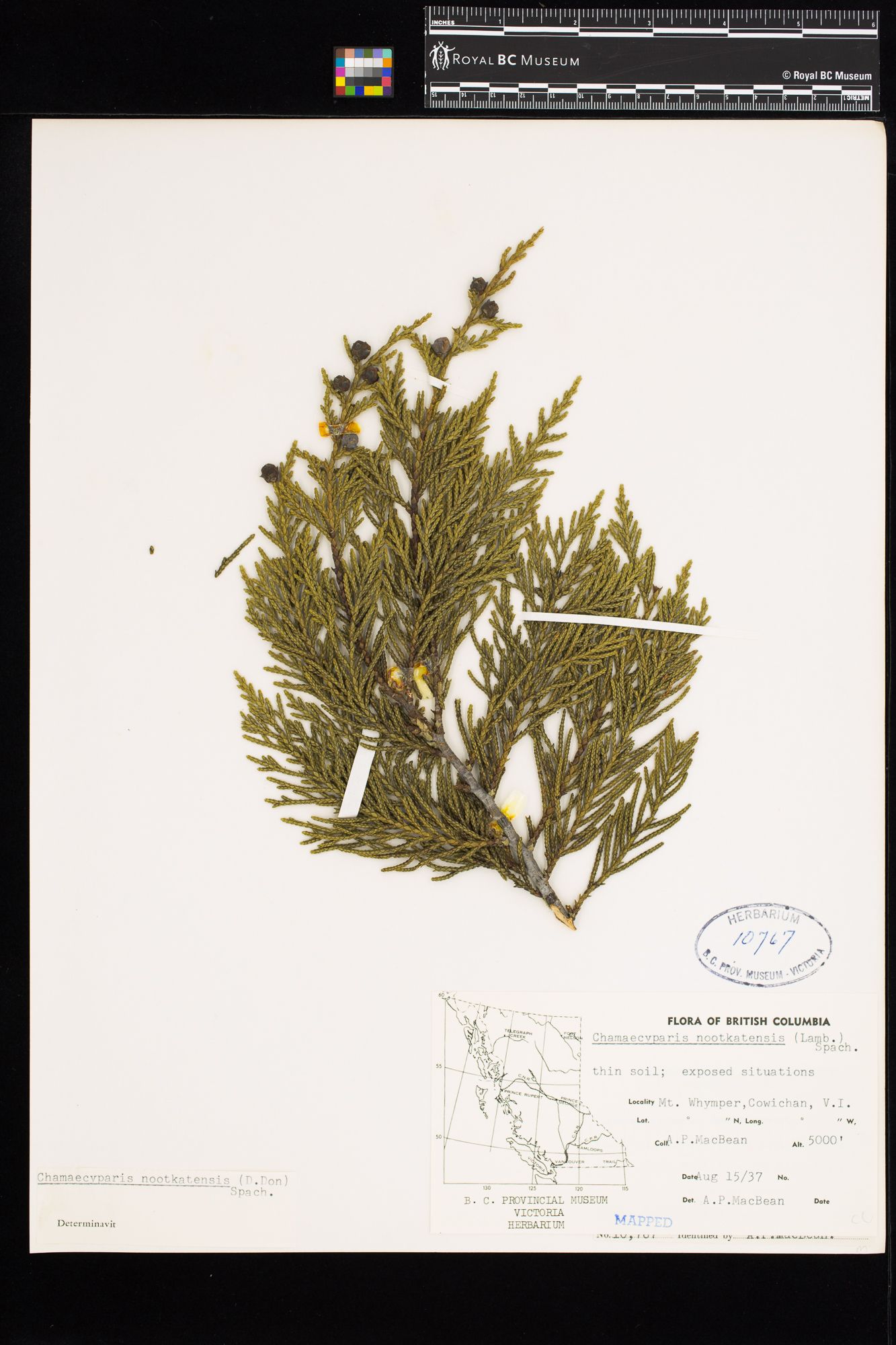 Image representing Chamaecyparis nootkatensis.