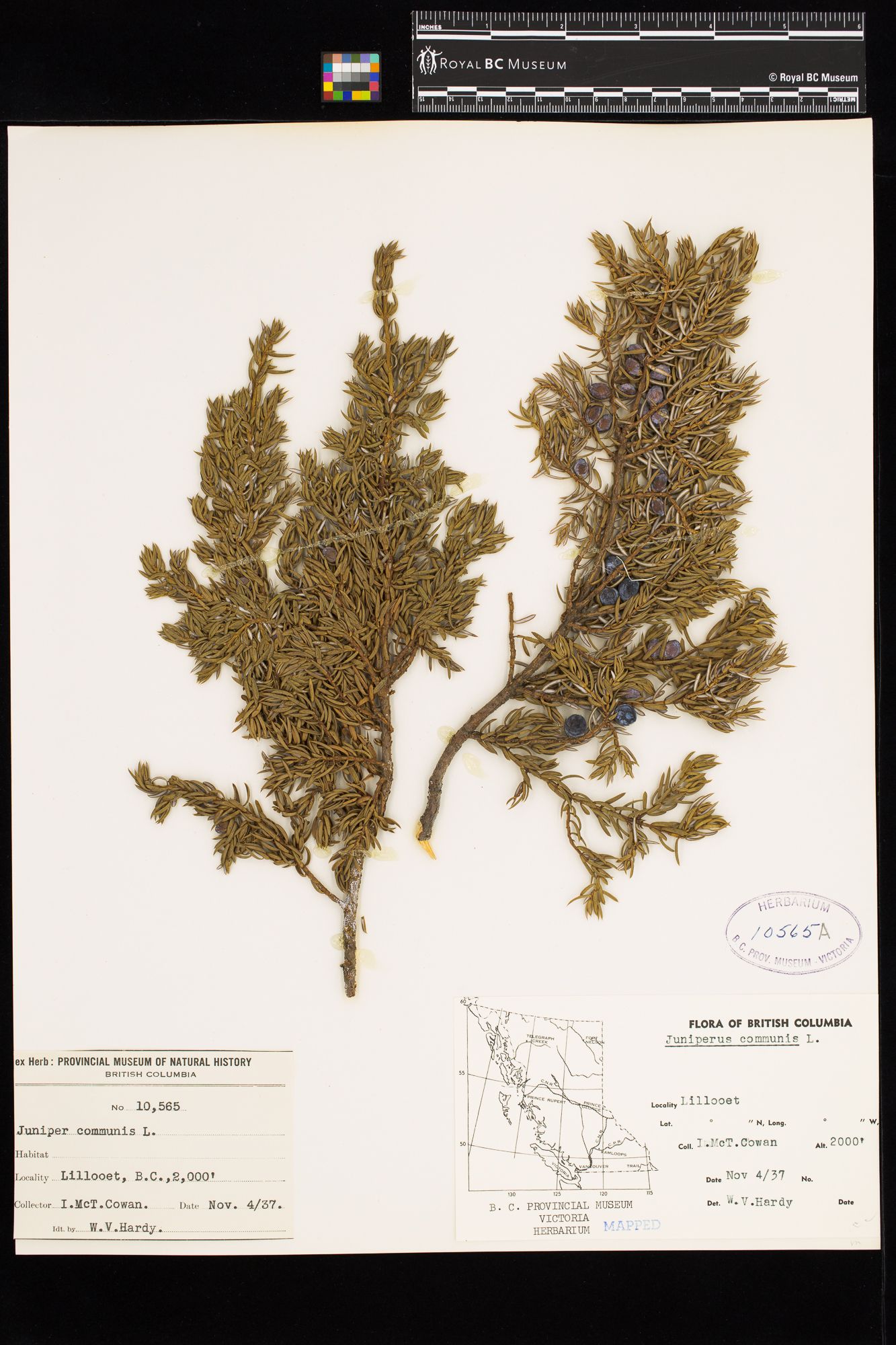 Image representing Juniperus communis.