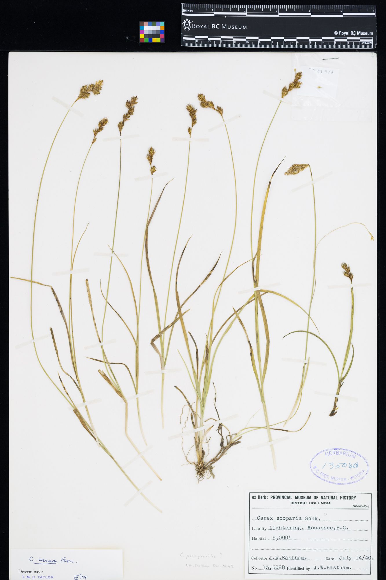 Image representing Carex aenea.