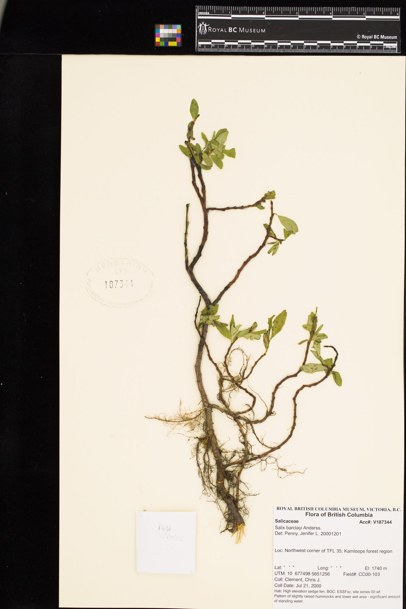 Image representing Salix barclayi.