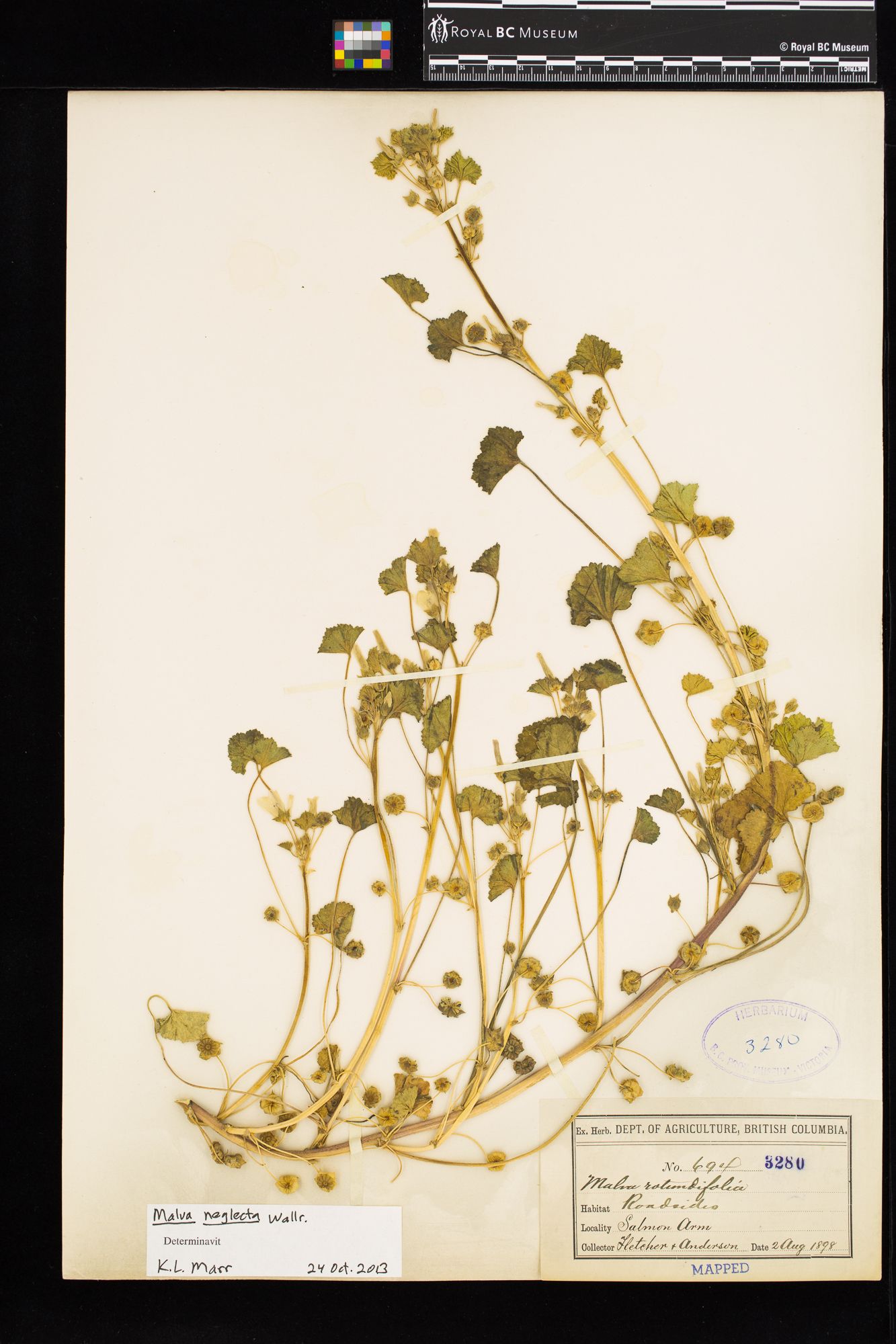 Image representing Malva neglecta.