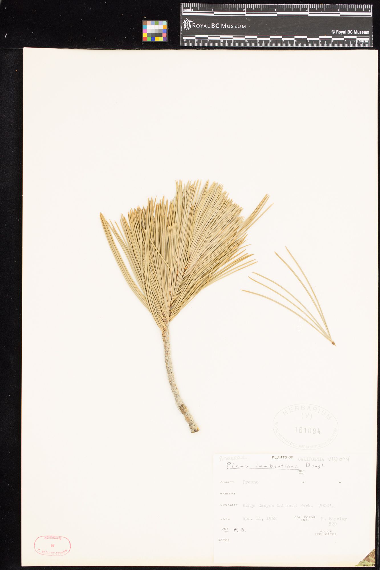 Image representing Pinus lambertiana.