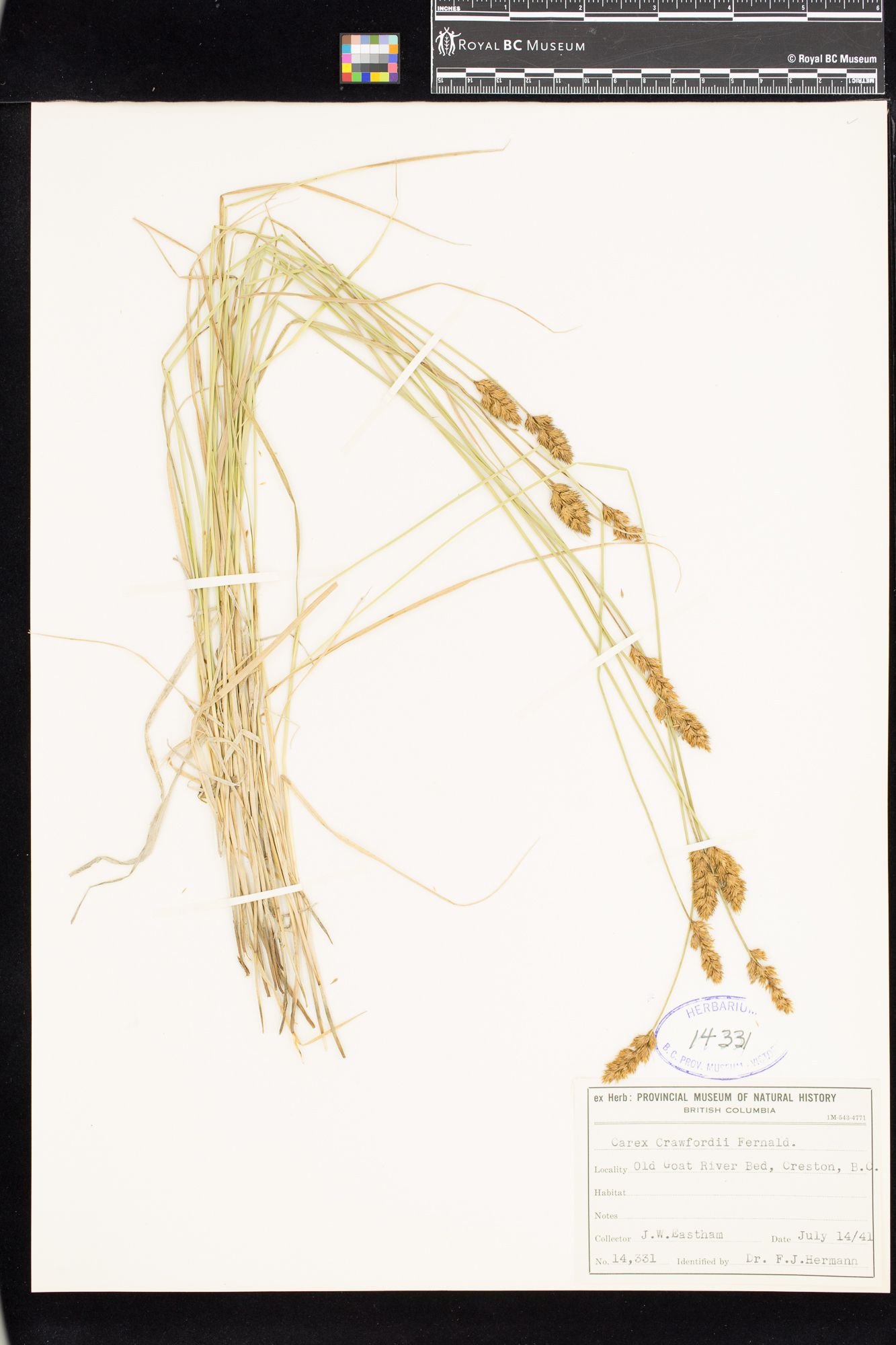 Image representing Carex crawfordii.