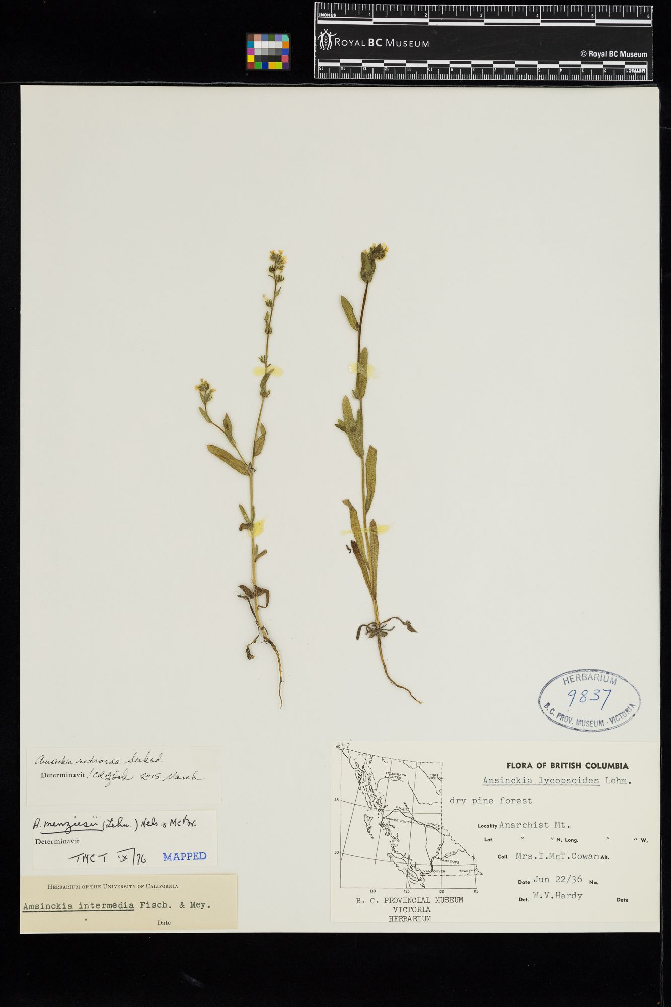 Image representing Amsinckia retrorsa.