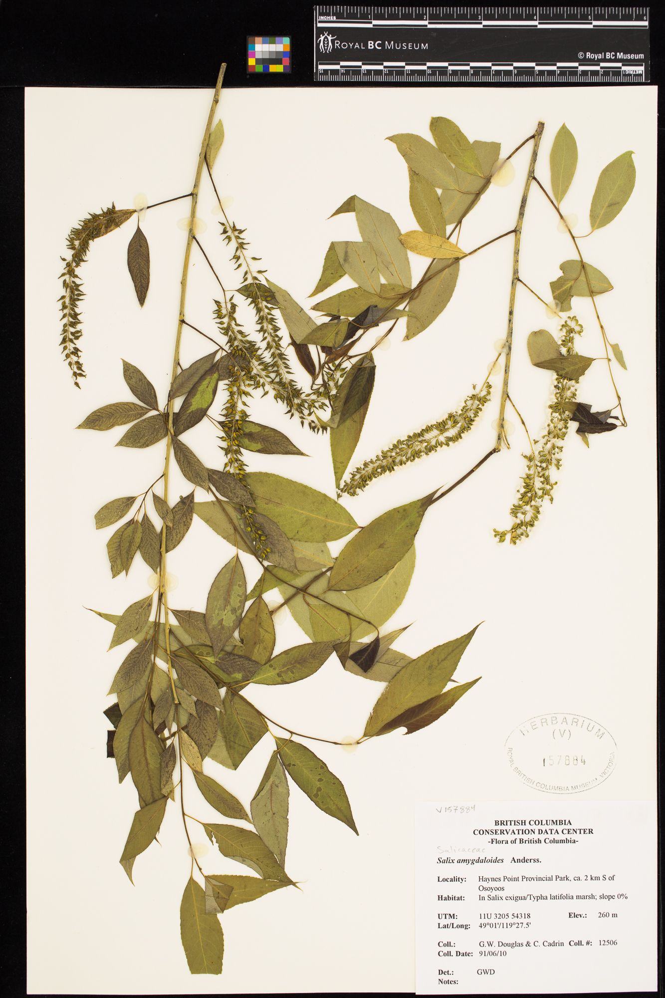 Image representing Salix amygdaloides.