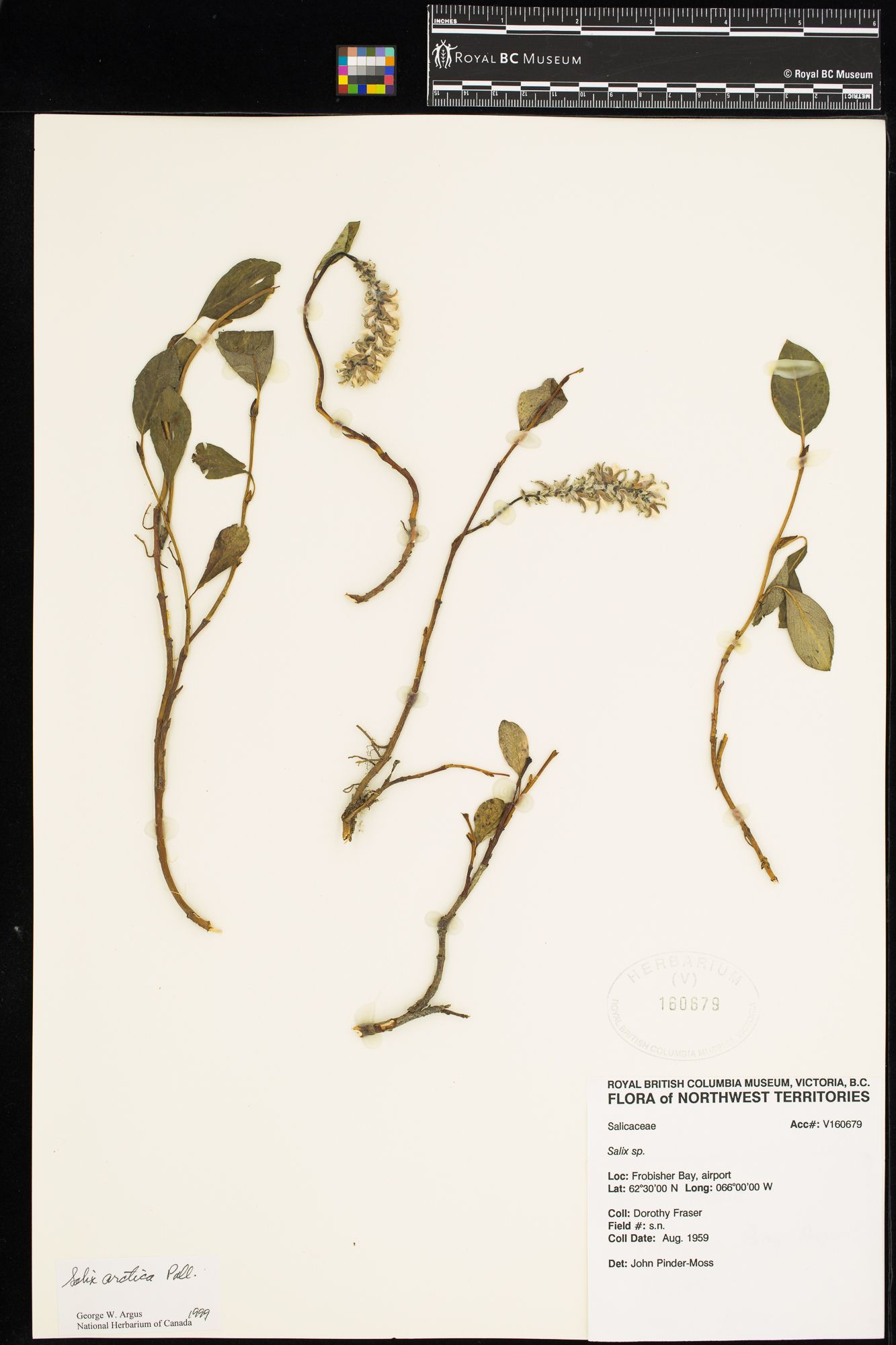 Image representing Salix arctica.