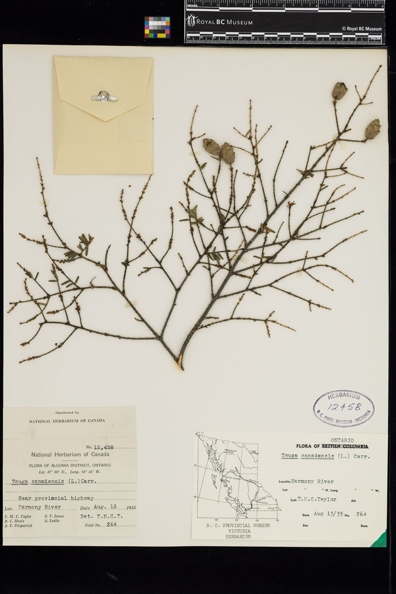 Image representing Tsuga canadensis.