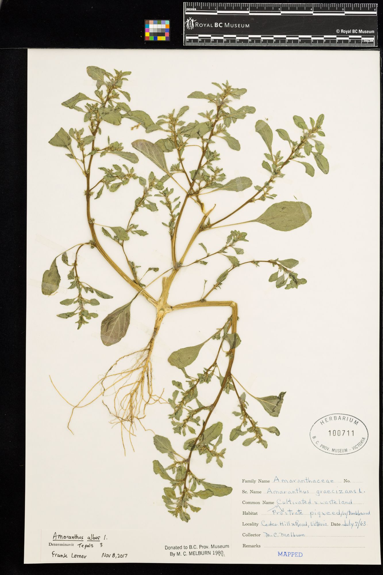 Image representing Amaranthus graecizans.