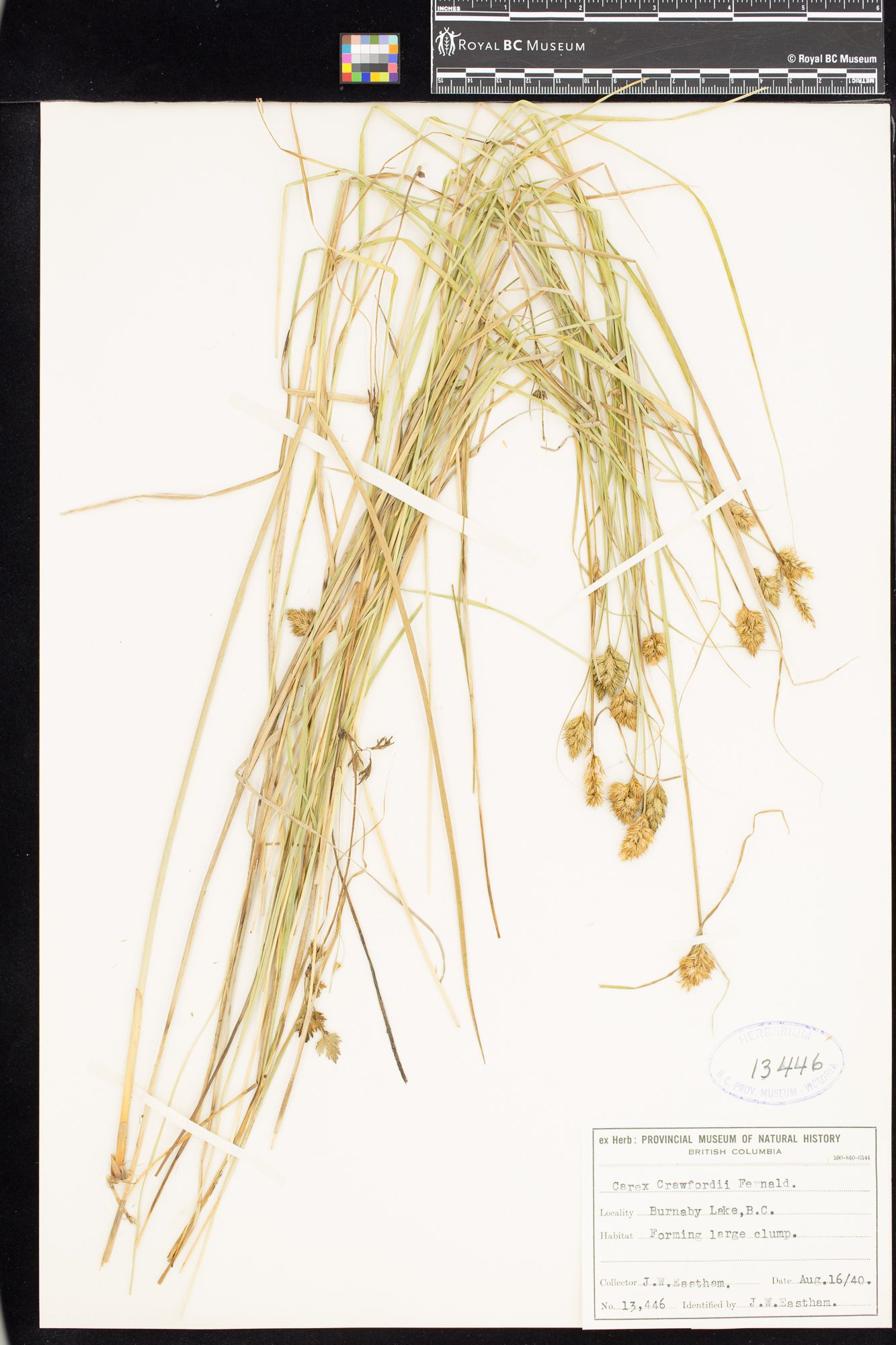 Image representing Carex crawfordii.