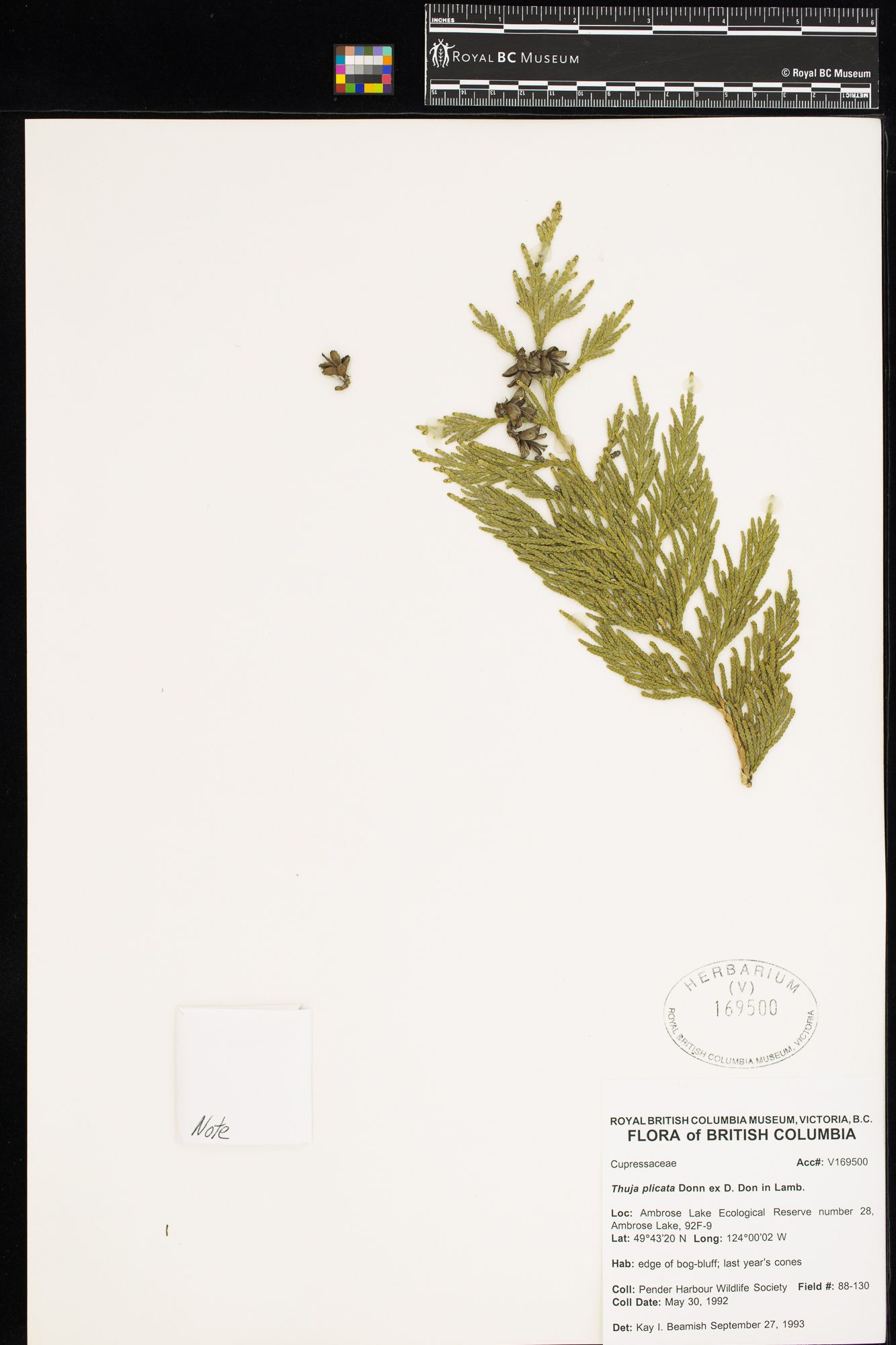 Image representing Thuja plicata.