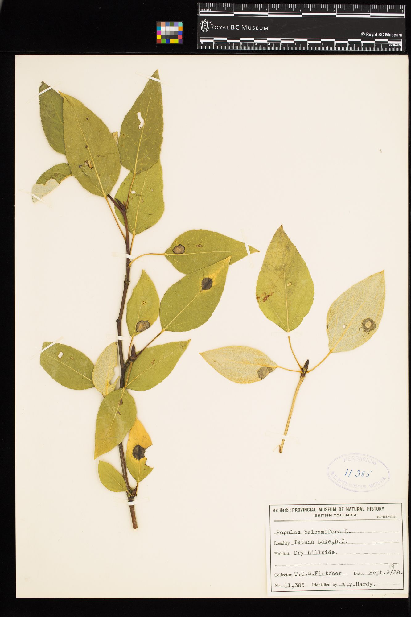 Image representing Populus balsamifera.