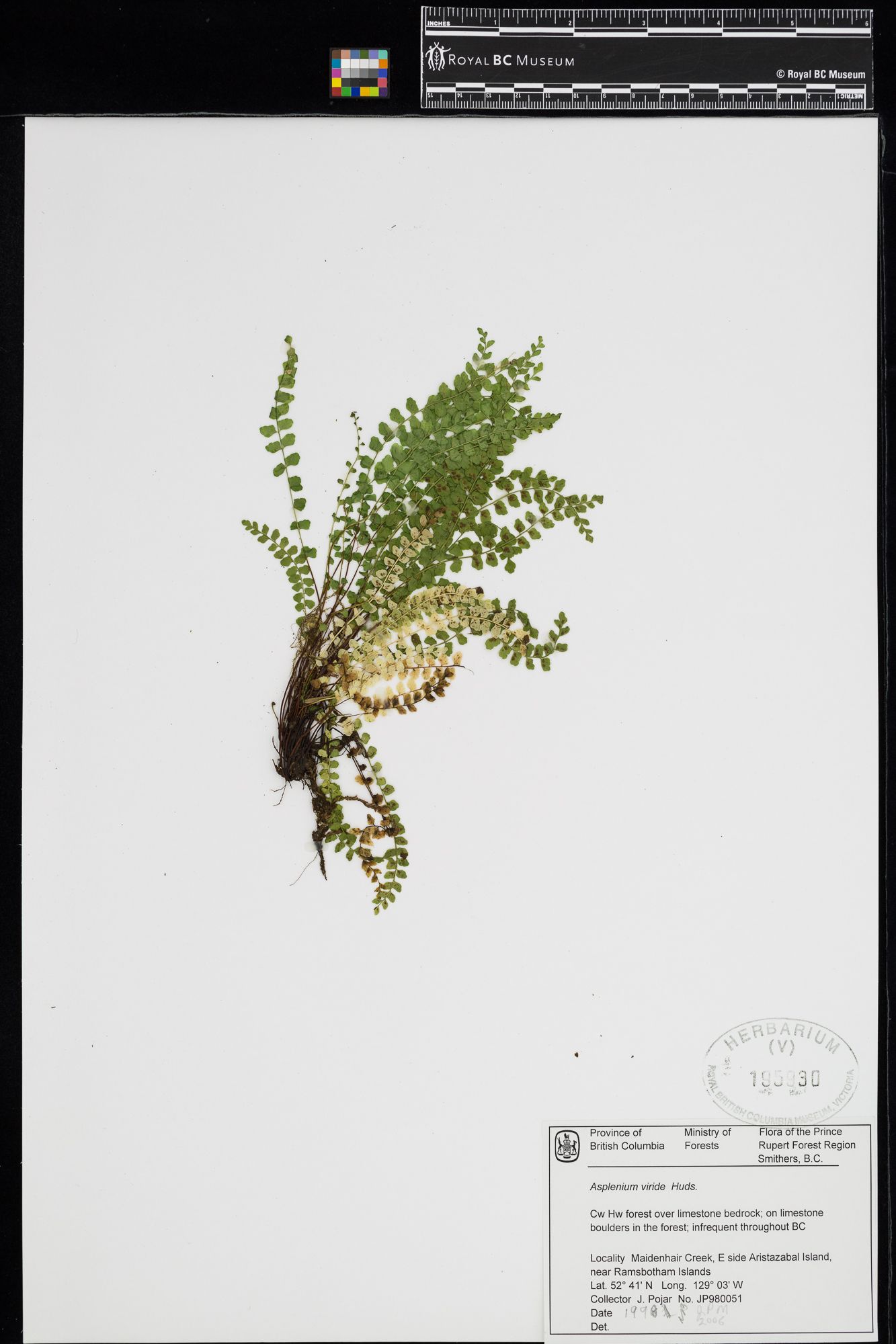 Image représentant Asplenium viride