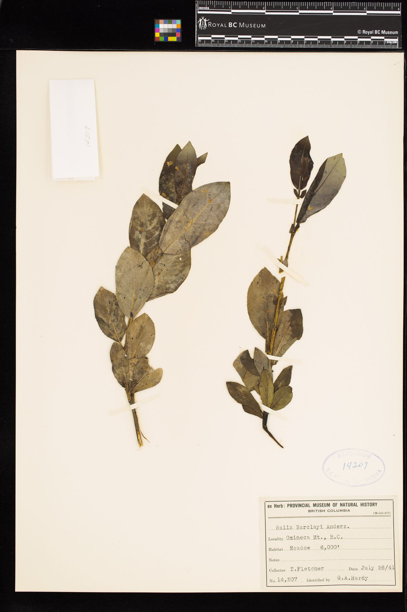 Image representing Salix barclayi.