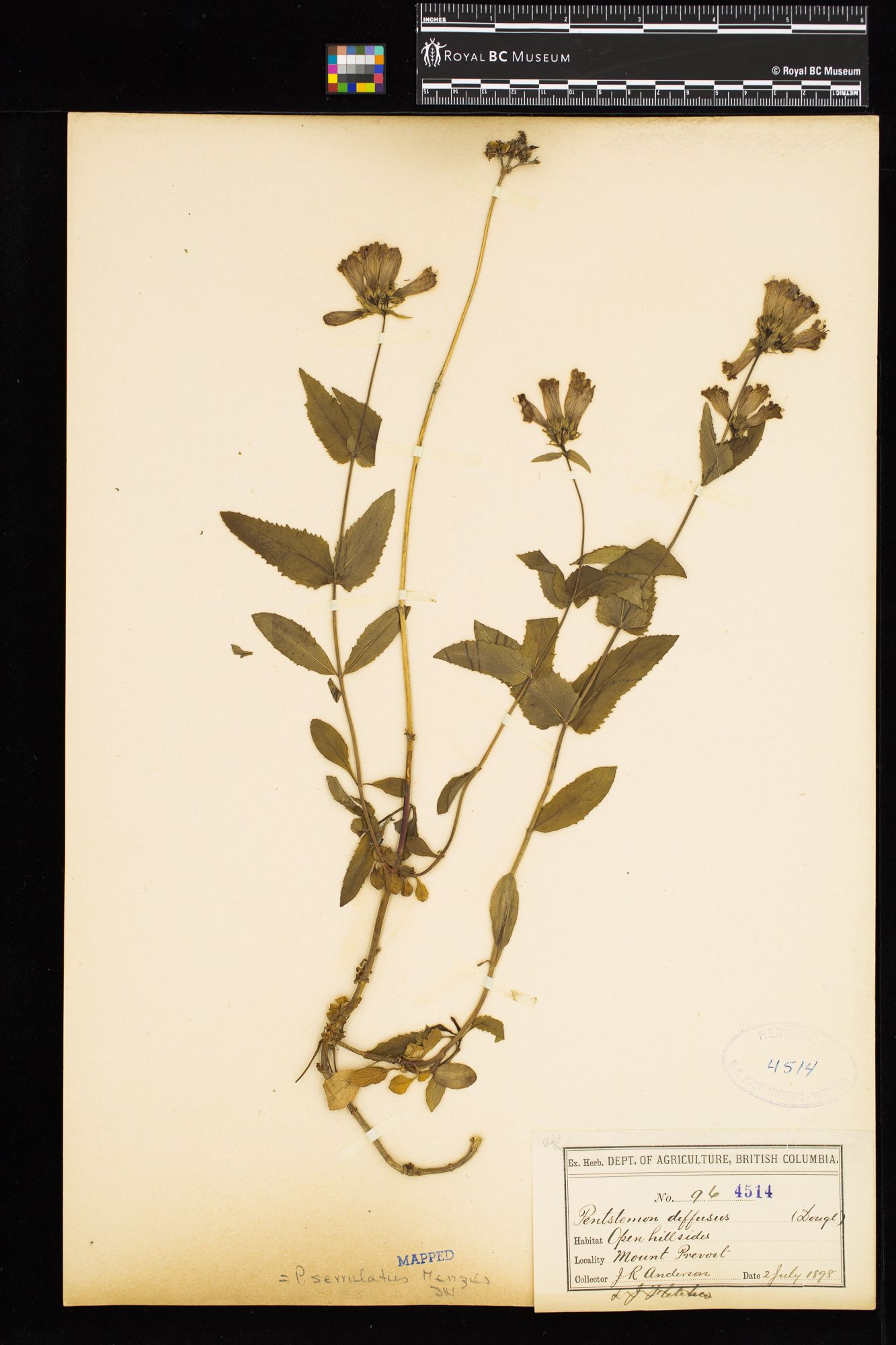 Image representing Penstemon serrulatus.