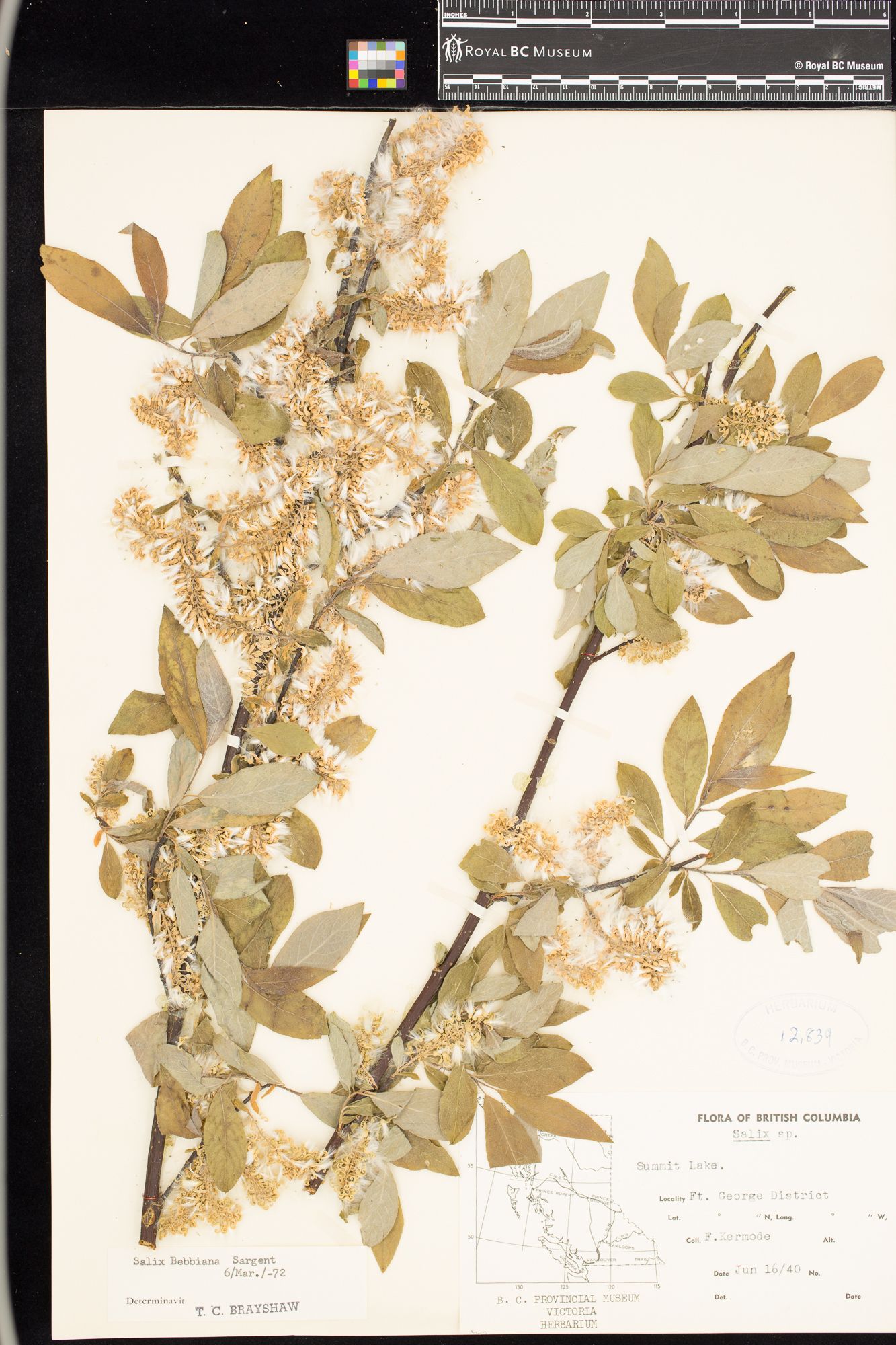 Image representing Salix bebbiana.