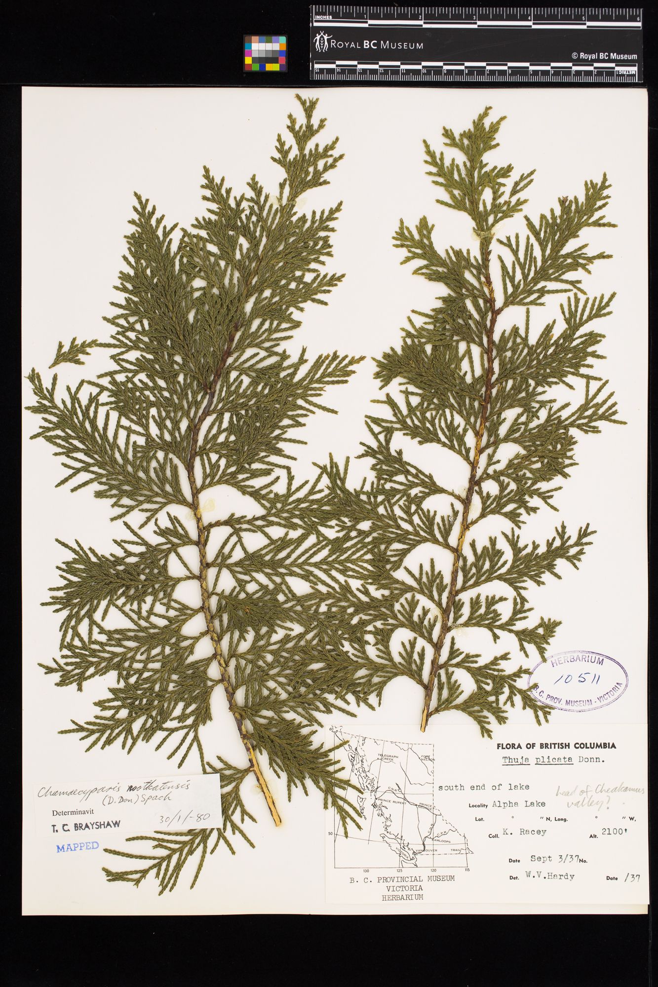 Image representing Chamaecyparis nootkatensis.