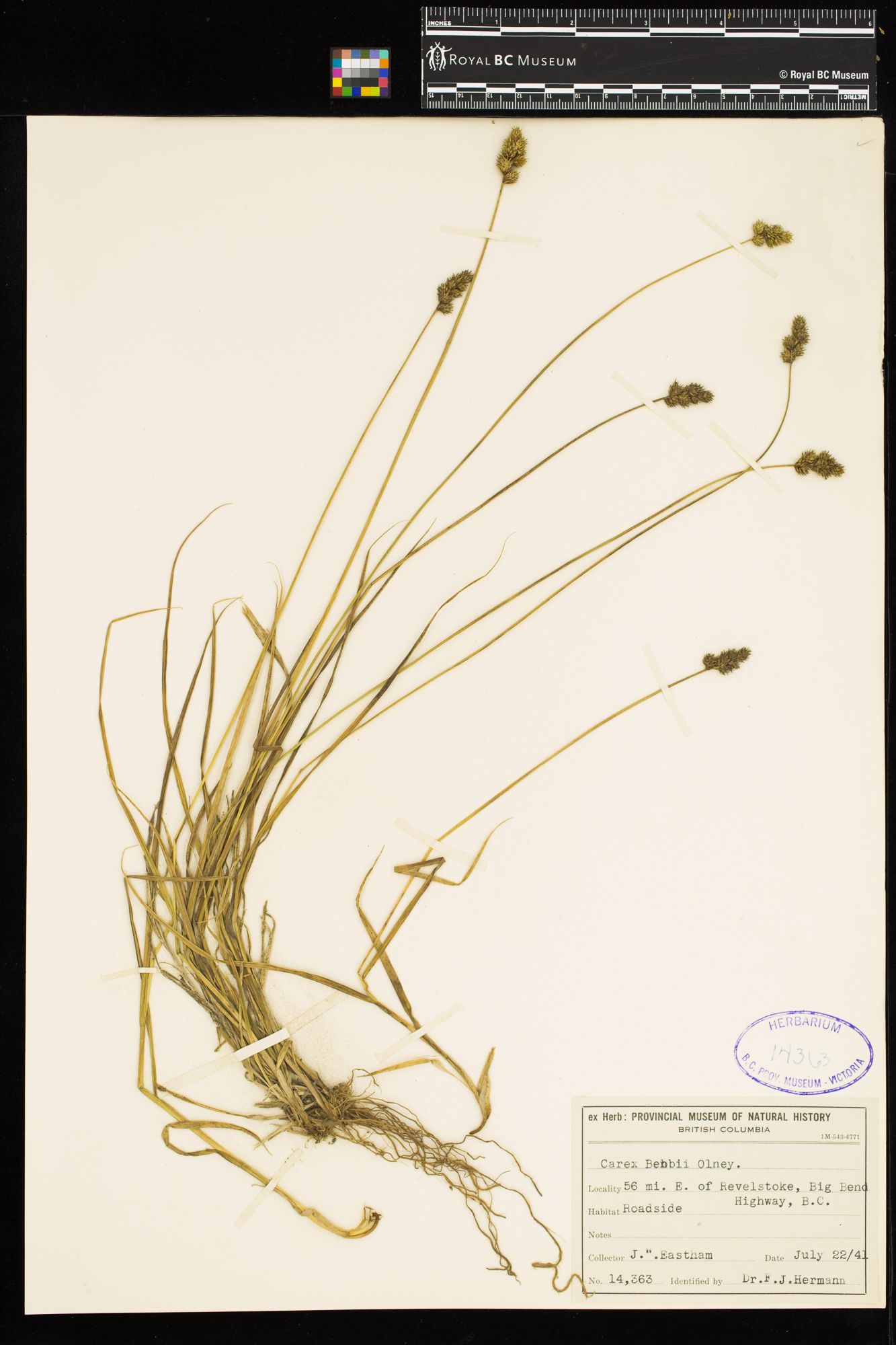 Image representing Carex bebbii.