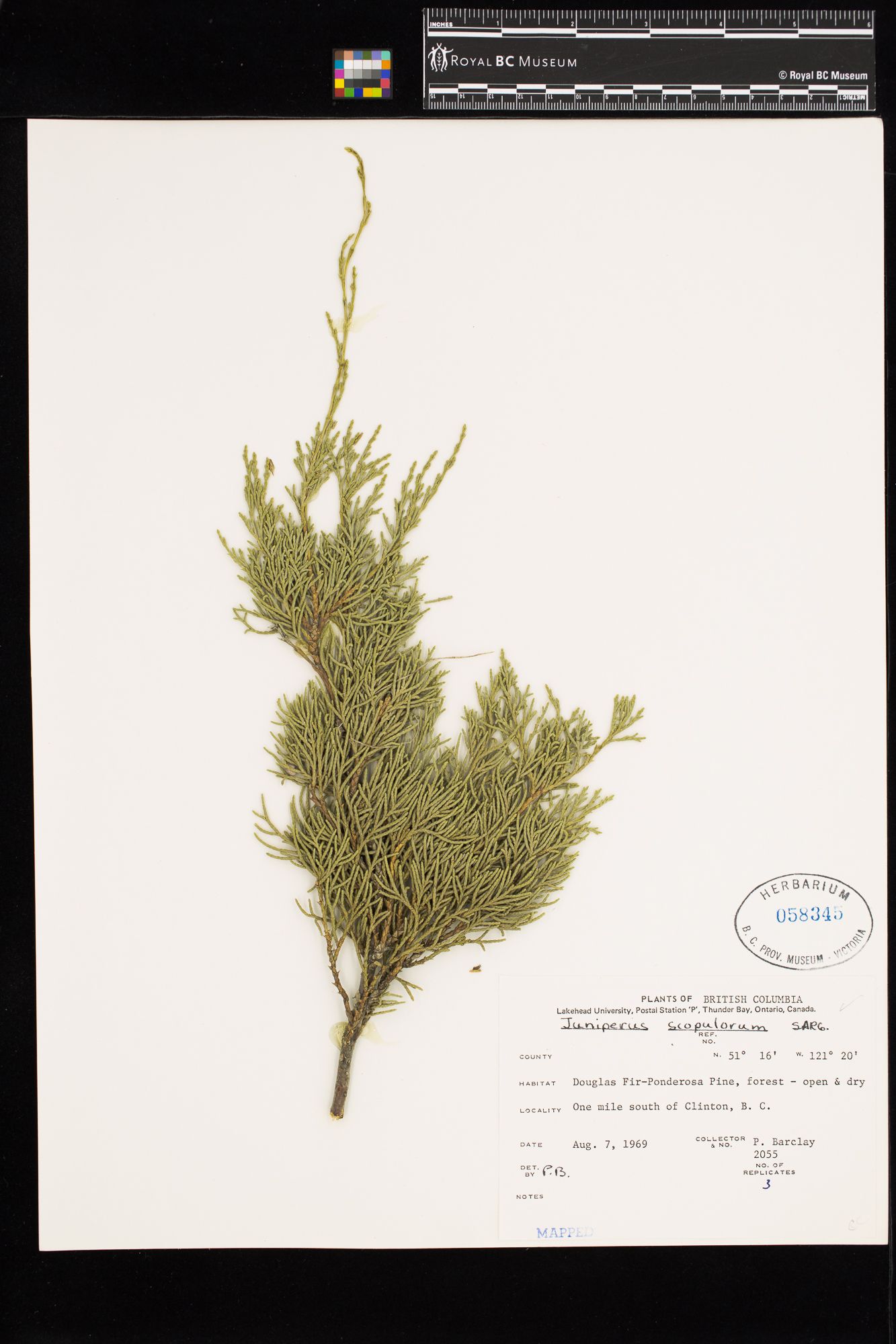 Image representing Juniperus scopulorum.