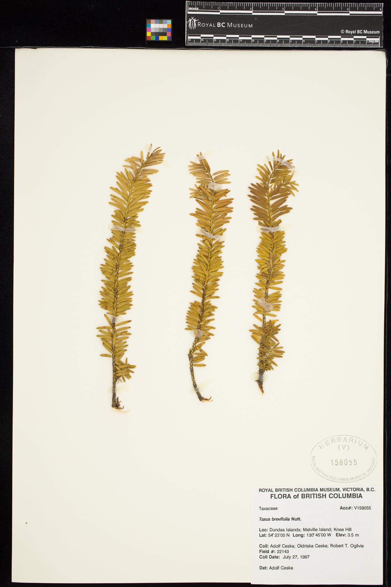Image representing Taxus brevifolia.