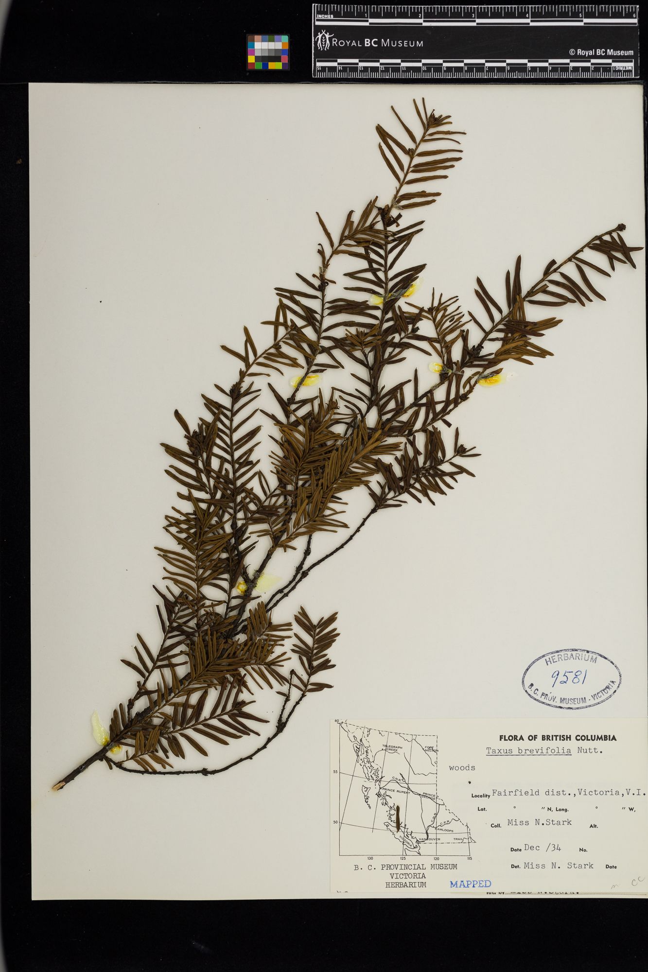 Image representing Taxus brevifolia.